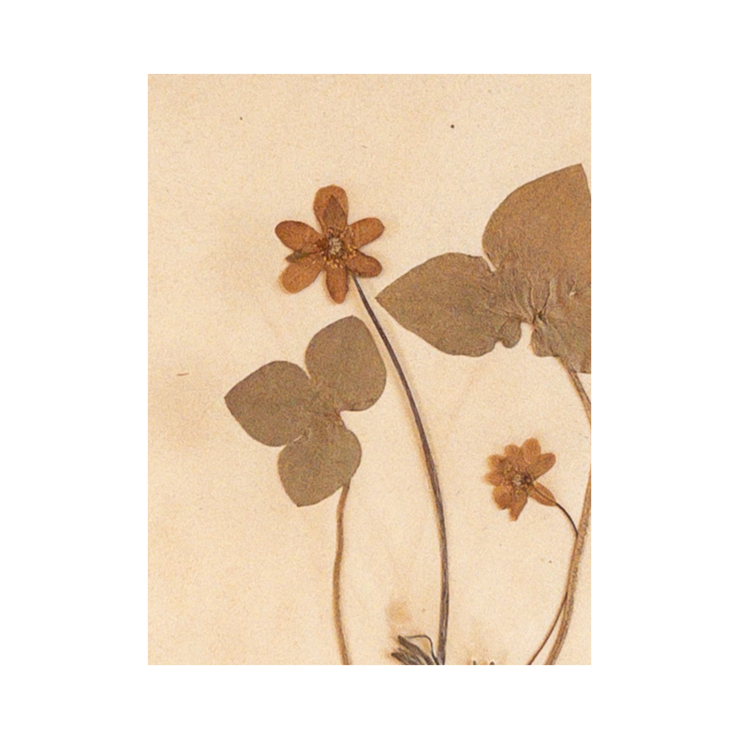 Ashley Holmes Design .png