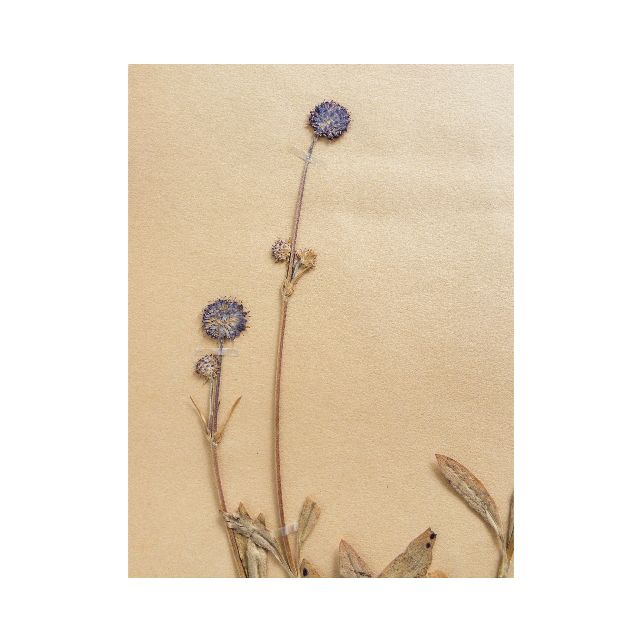 Herbarium I Ashley Holmes Design I Scabiosa.png