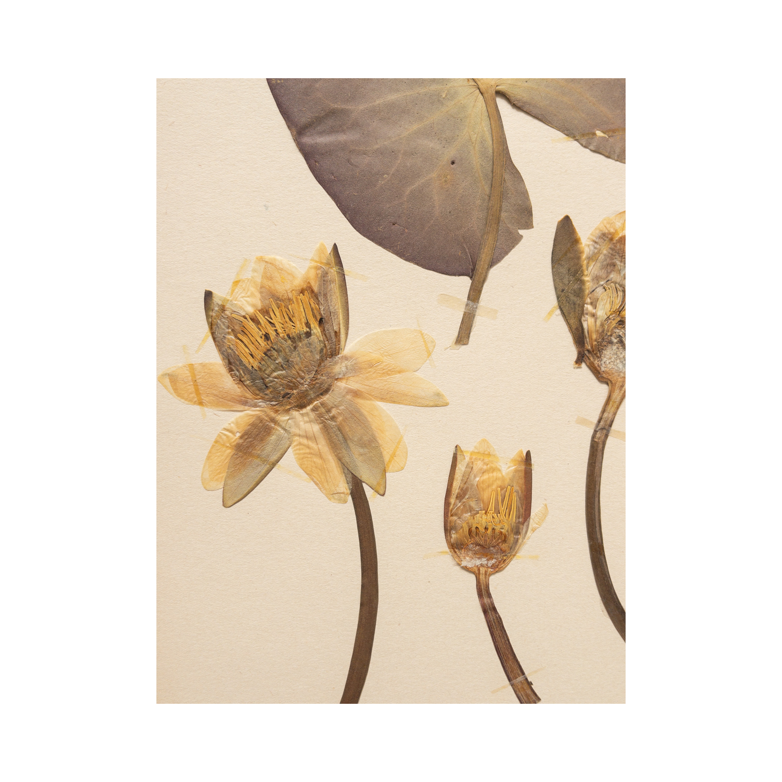 Water Lily I Art I Herbarium.png