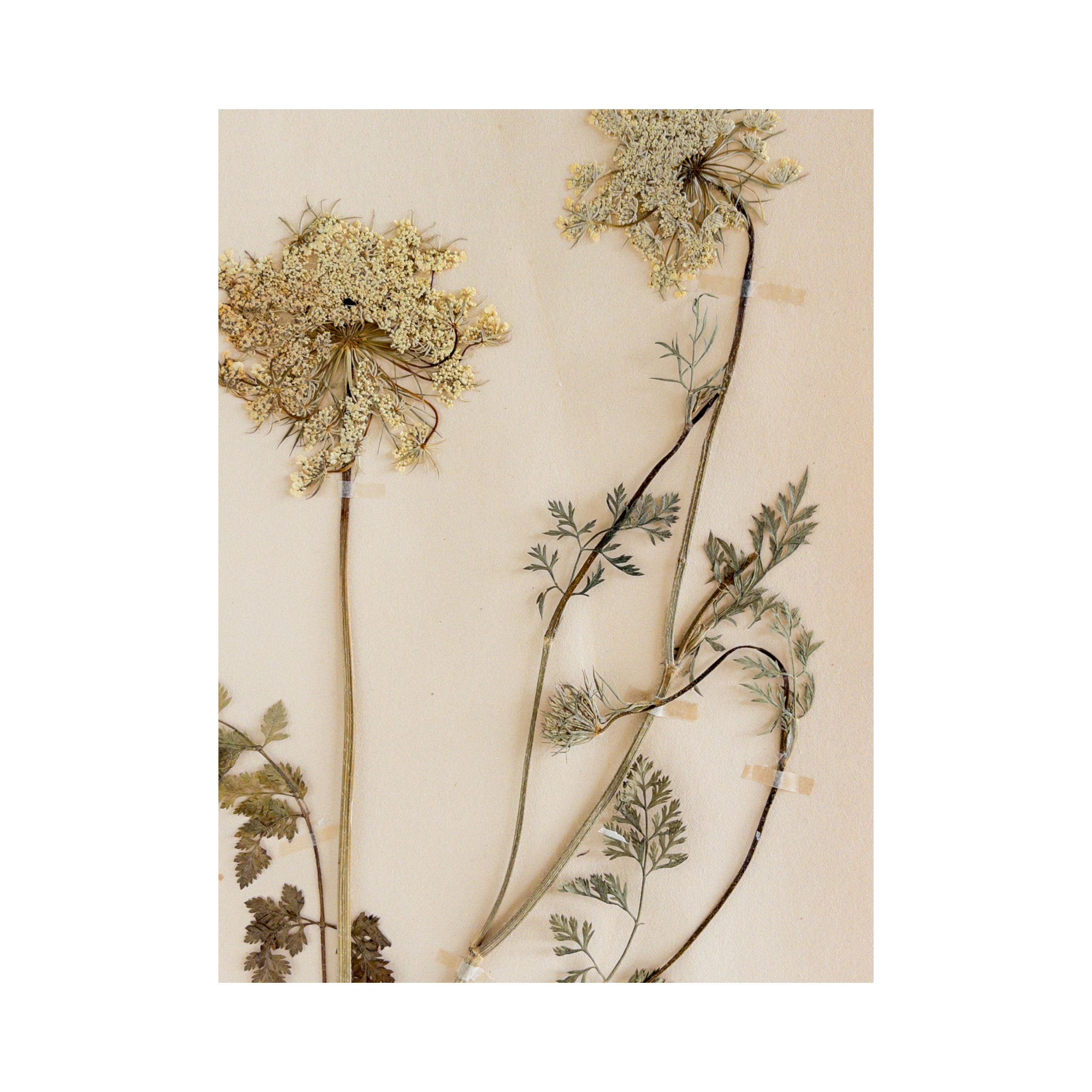 Swedish Herbarium I Vintage Pressed Flower I Ashley Holmes Design.png