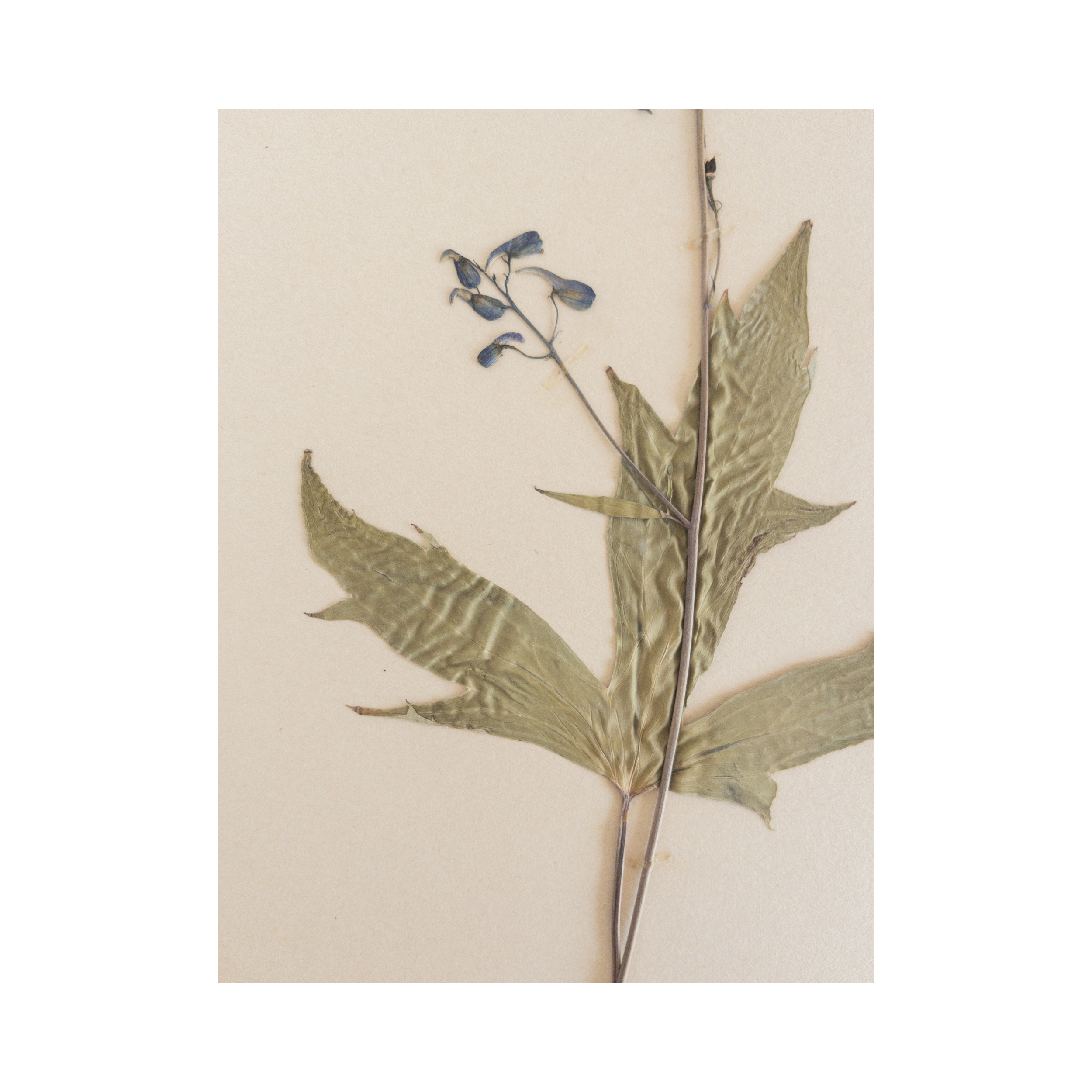 Herbarium-Pressed-Flower-Art-.png