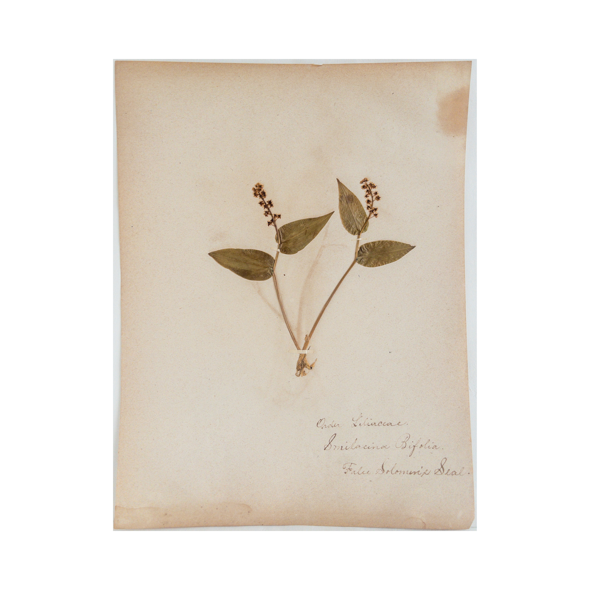 Ashley Holmes Design I Herbarium I Antique pressed Flower.png