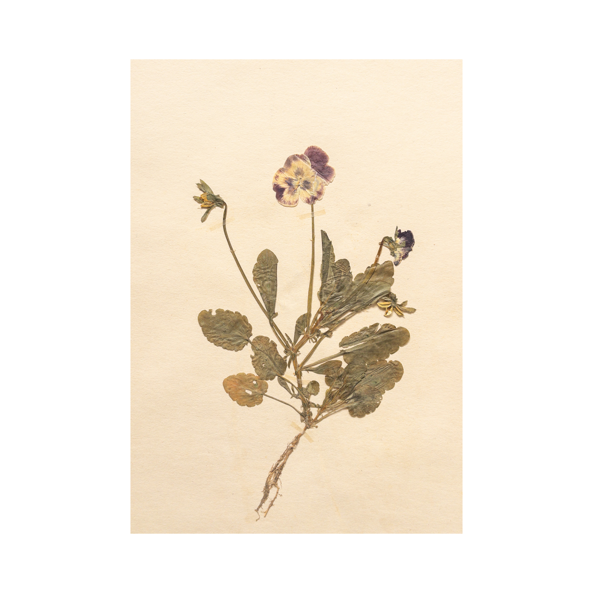 Ashley Holmes Design I Pressed Flower Art I Herbarium.png