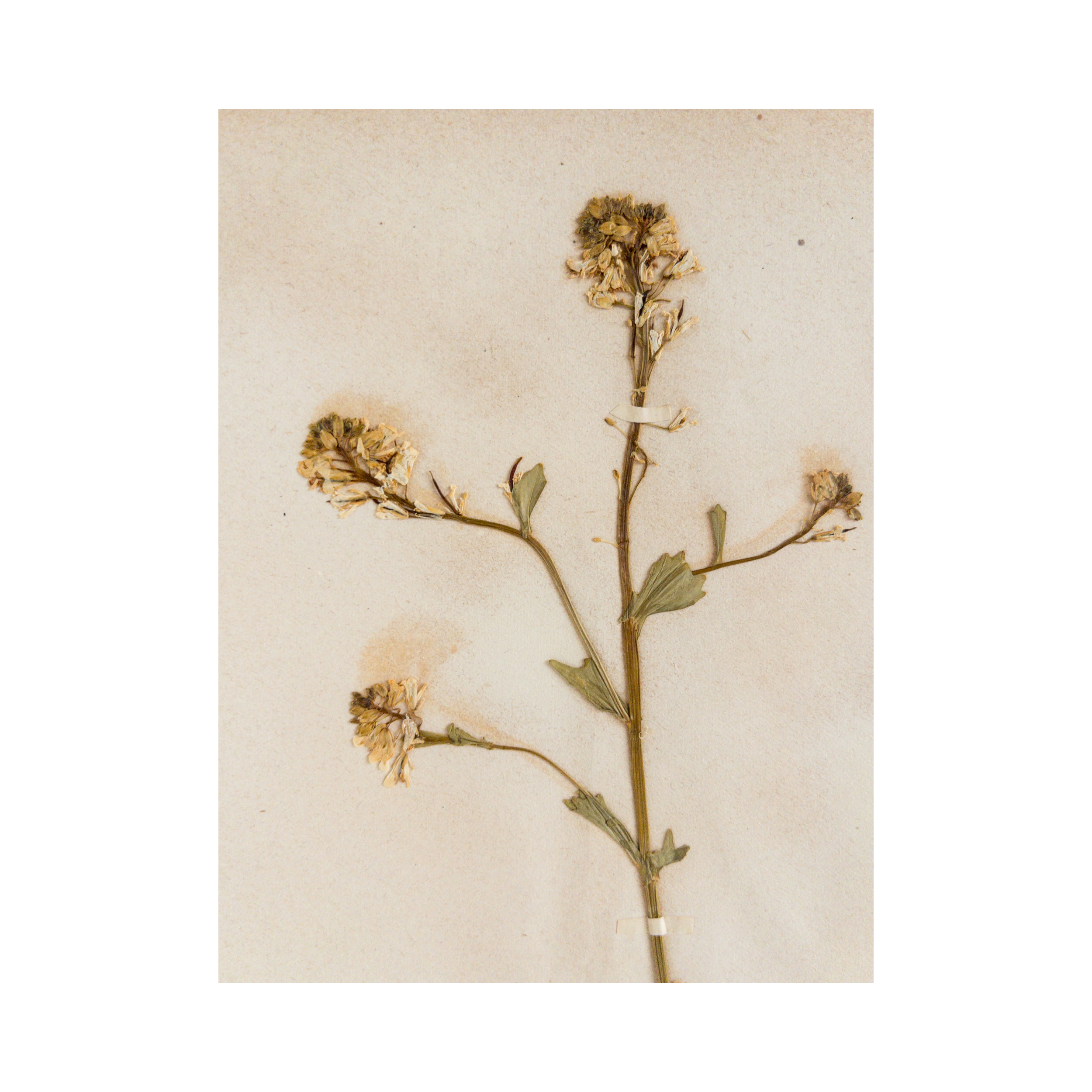 Ashley Holmes Design I Herbarium I Botanical Art.png
