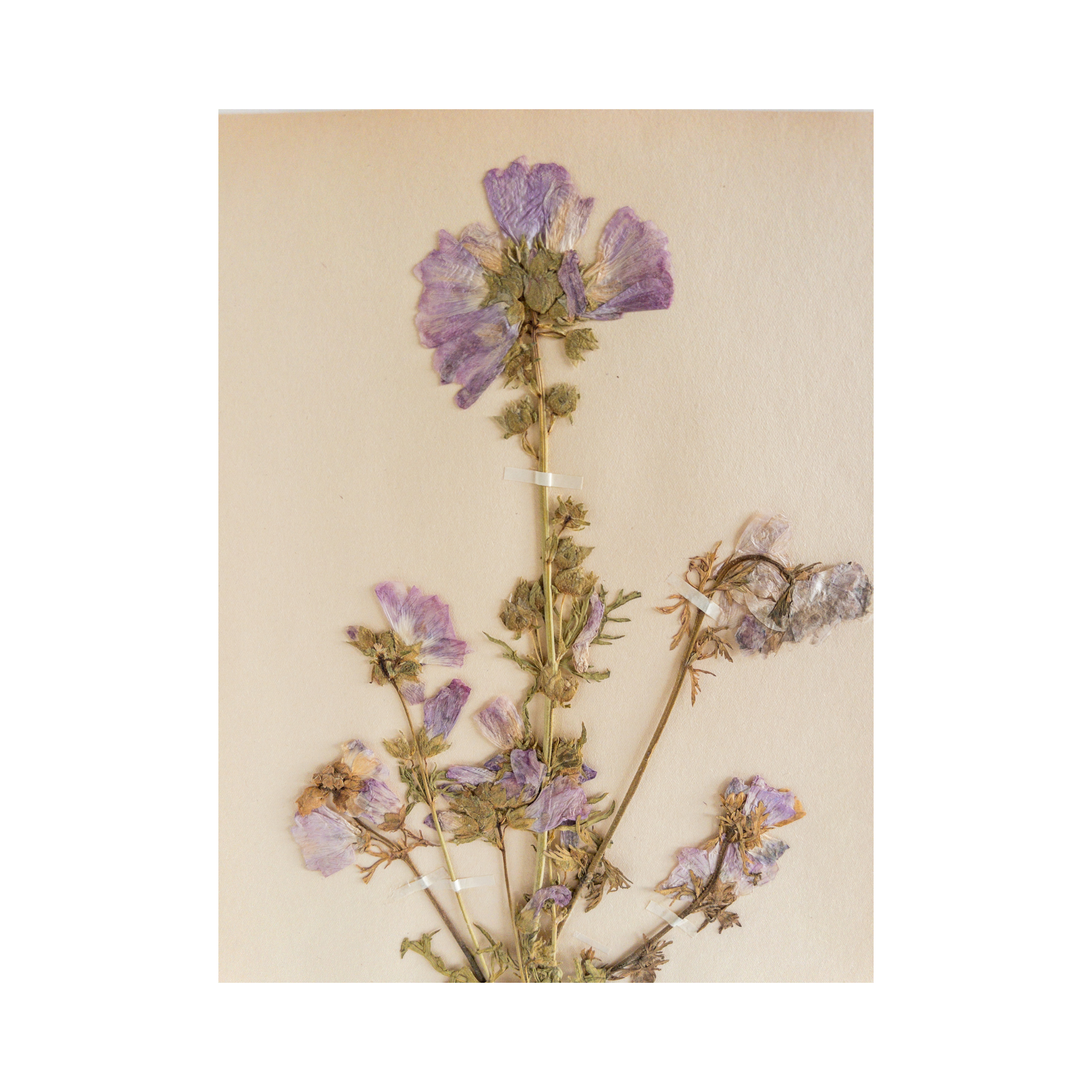 Pressed Flower Art I Ashley Holmes Design.png