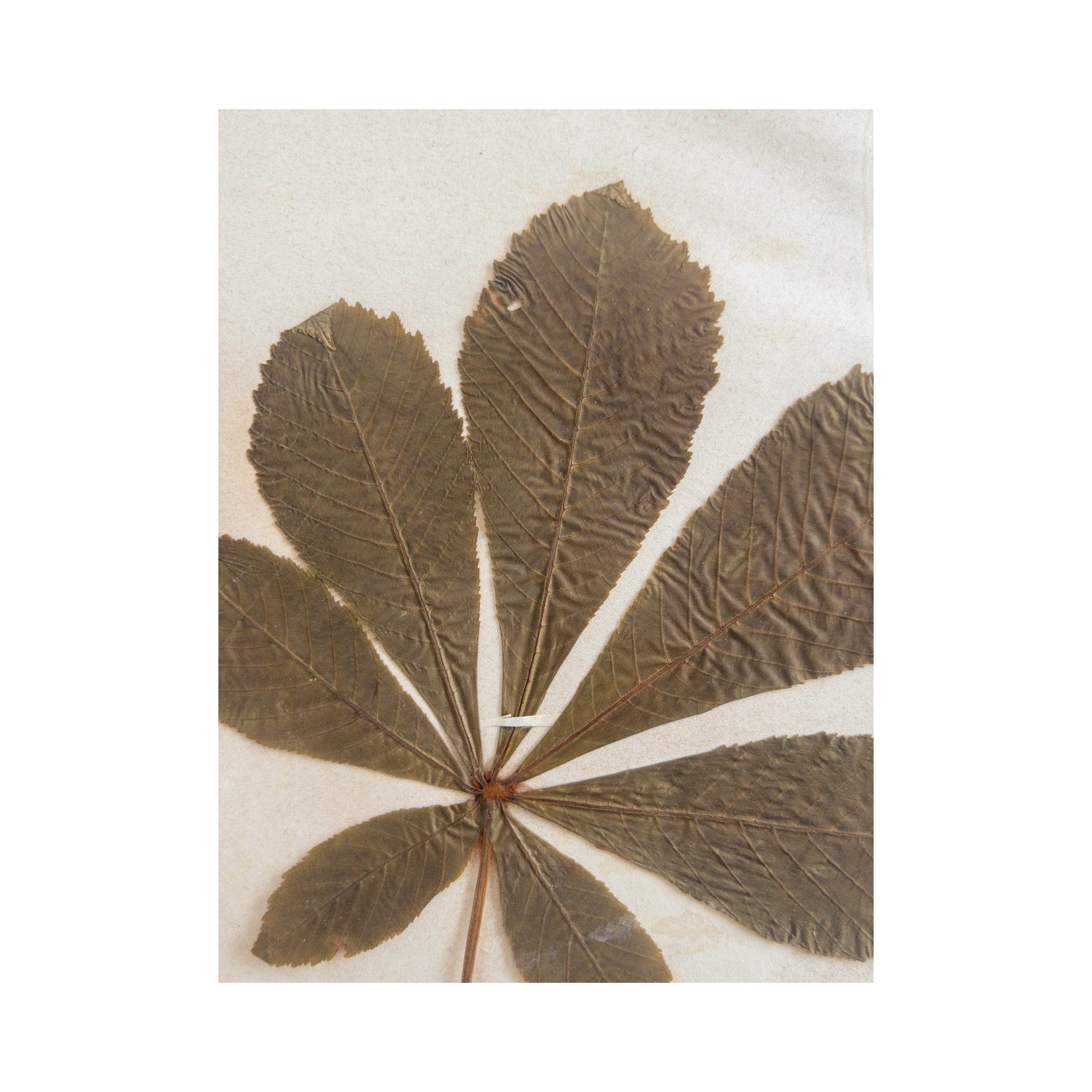 Ashley Holmes Design I Antique Pressed Flower Herbarium.png
