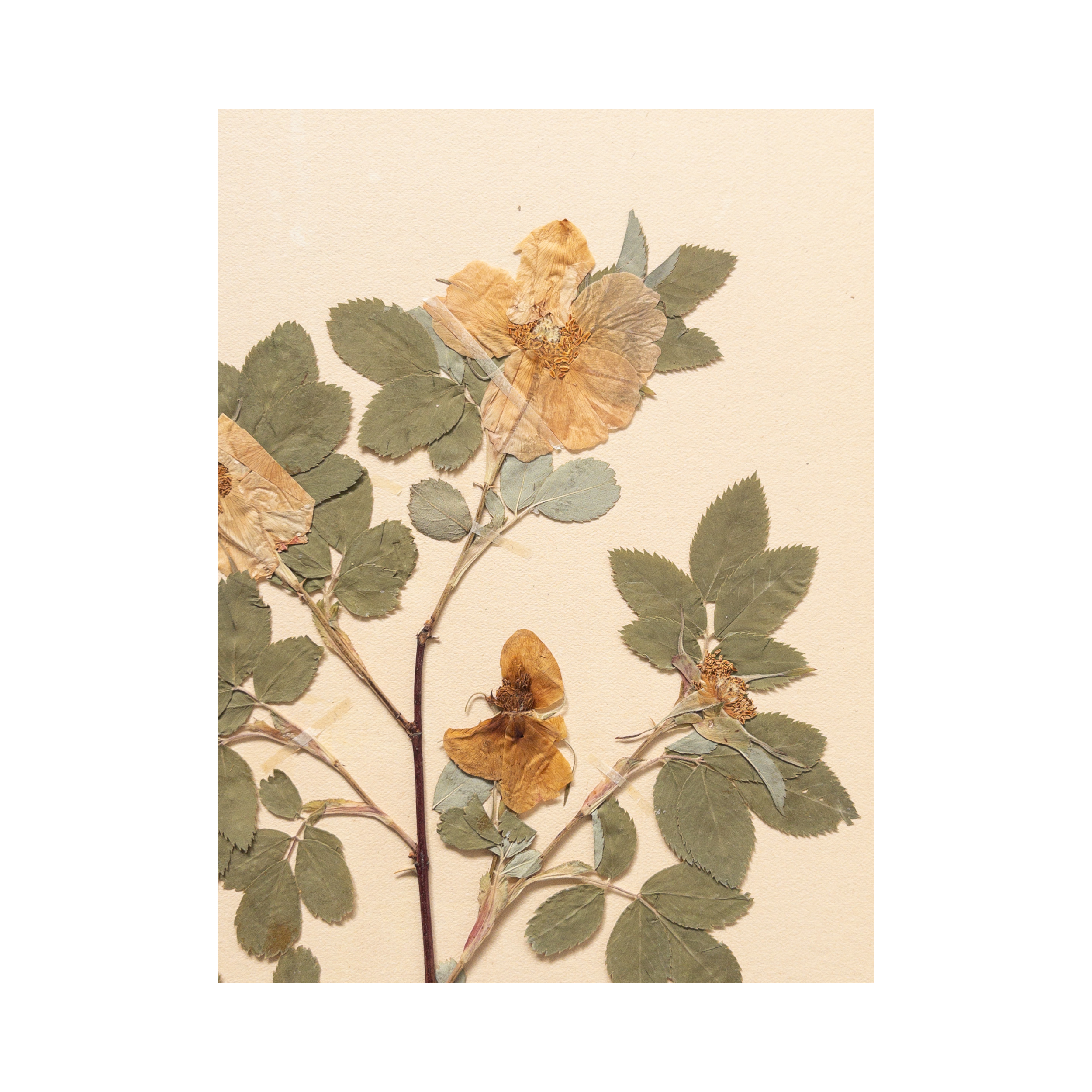 Pressed Flower Art I Herbarium I Ashley Holmes Design.png