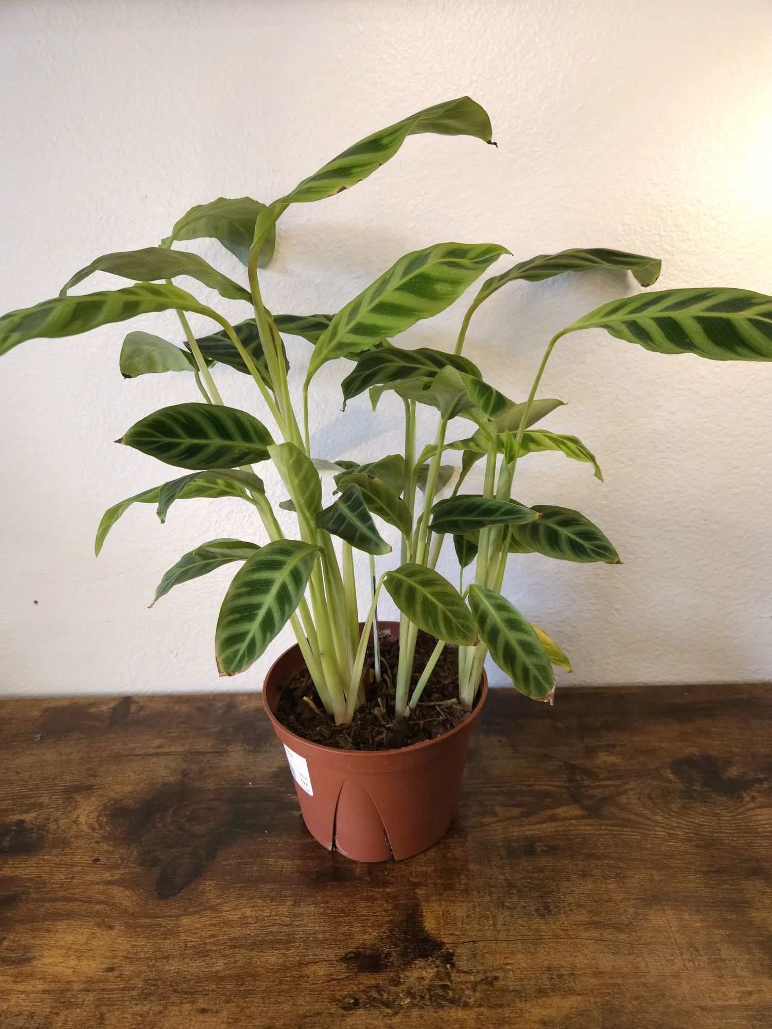 Calathea Zebrina 6"  Vines Plants and Oddities