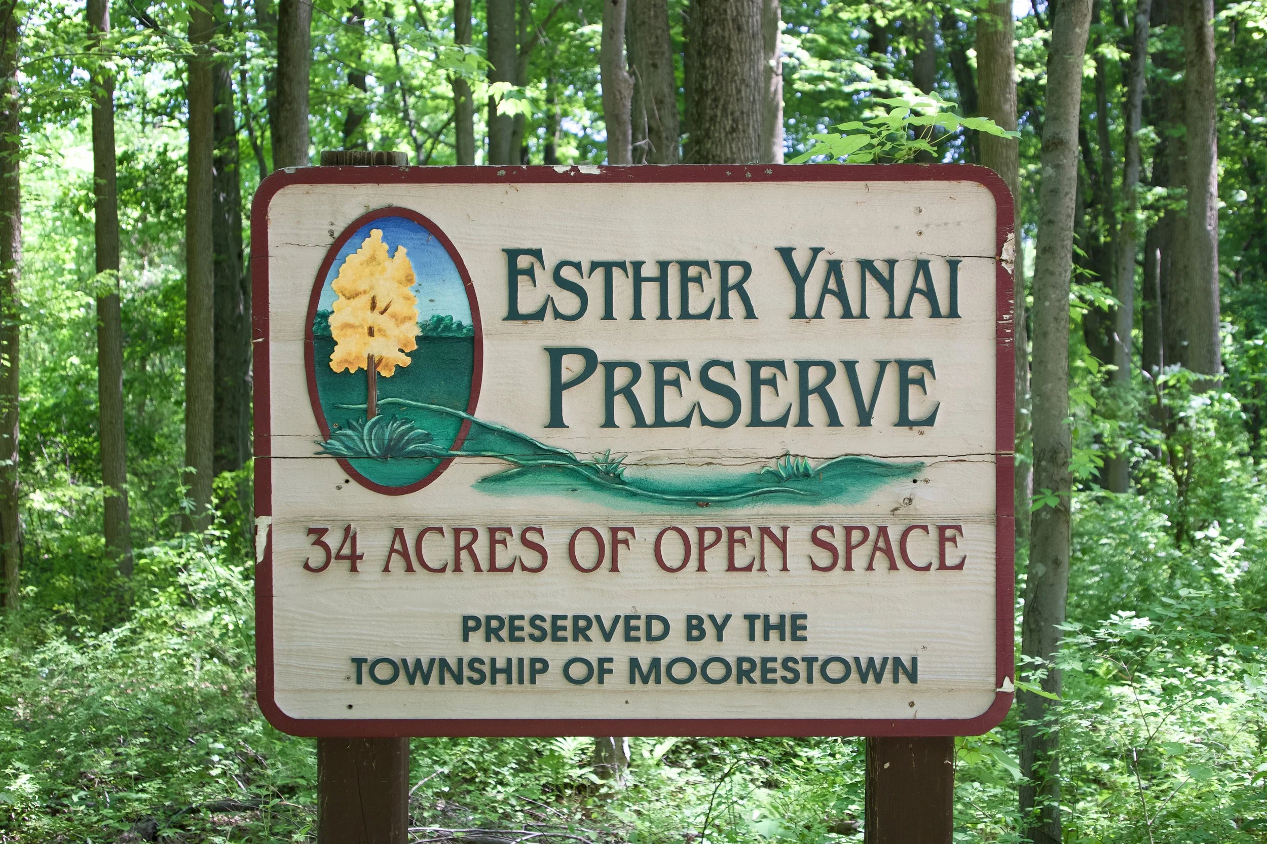 Esther-Yanai Nature Preserve 1.jpg