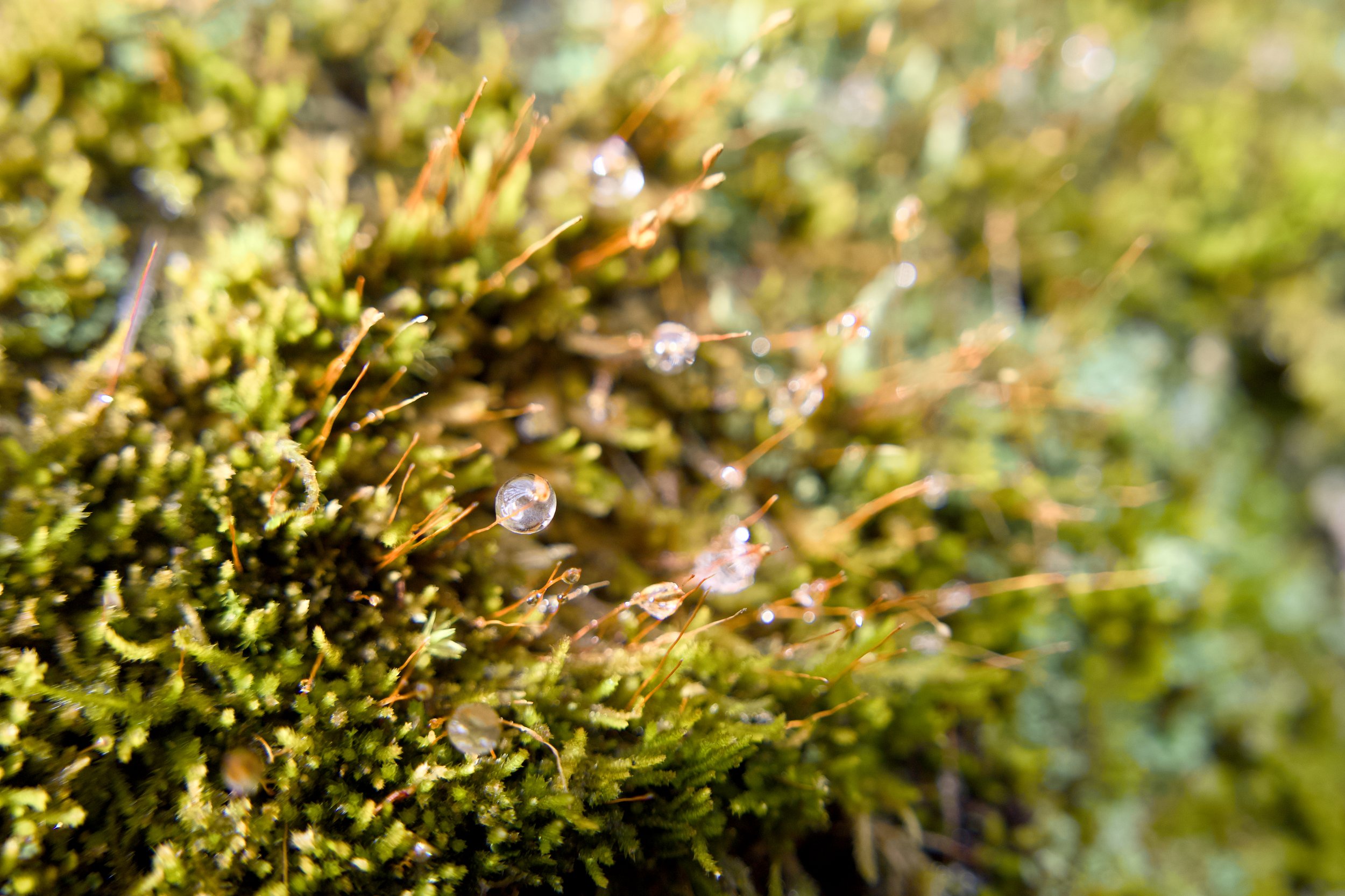 Barbara Rich Preserve 11.jpg