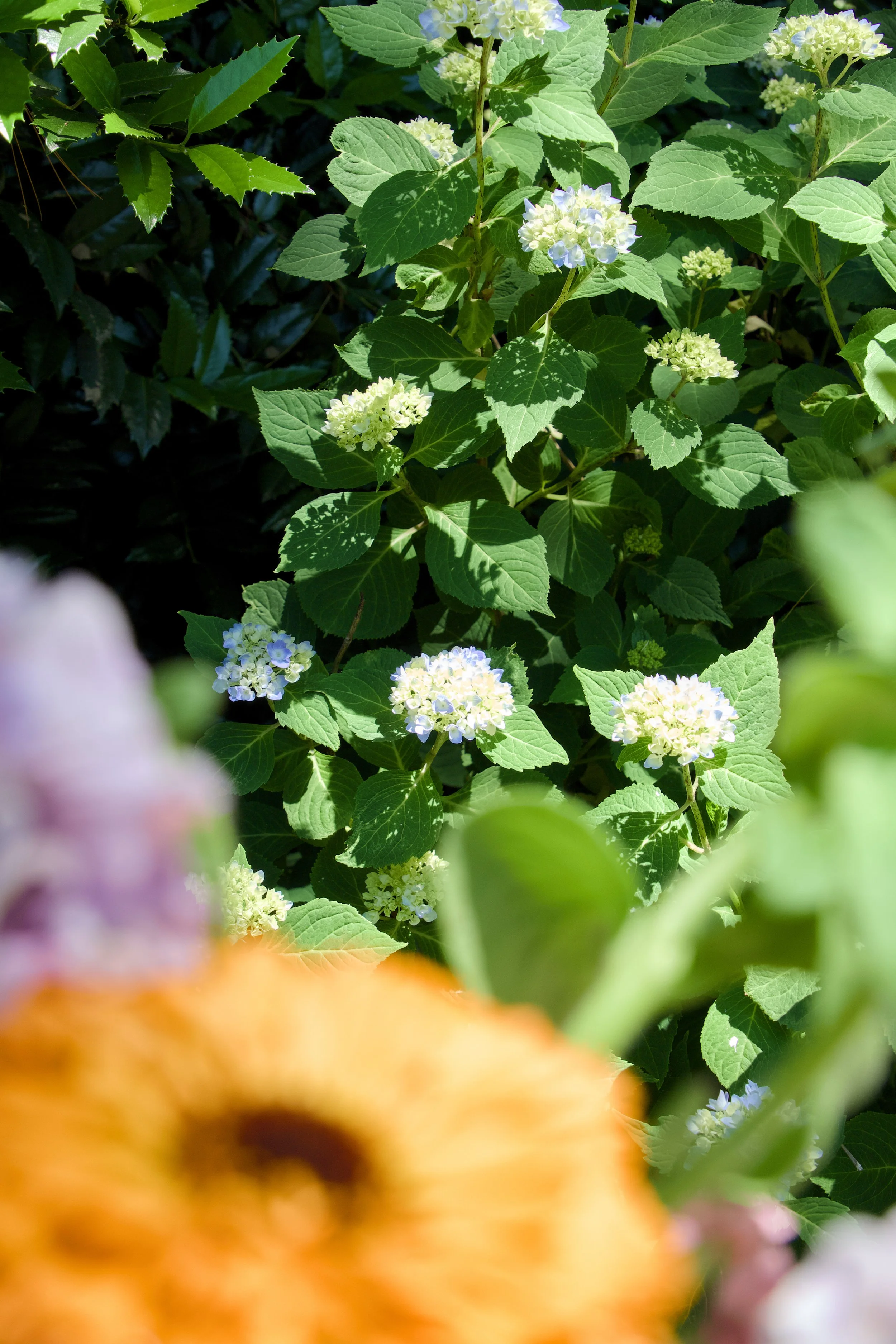 Haddonfield Garden Club 32.jpg