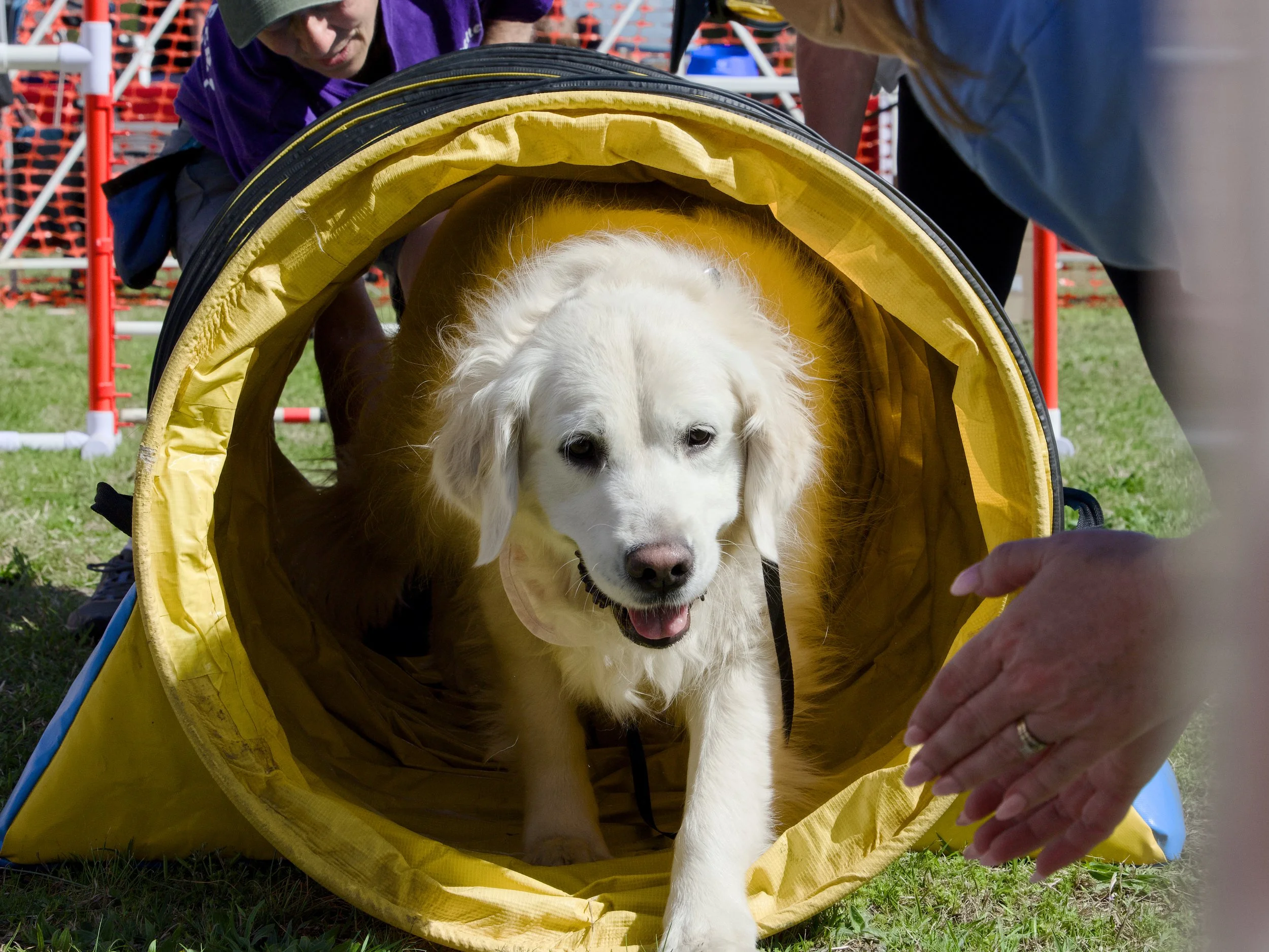 Fur-Baby Festival 21.jpg