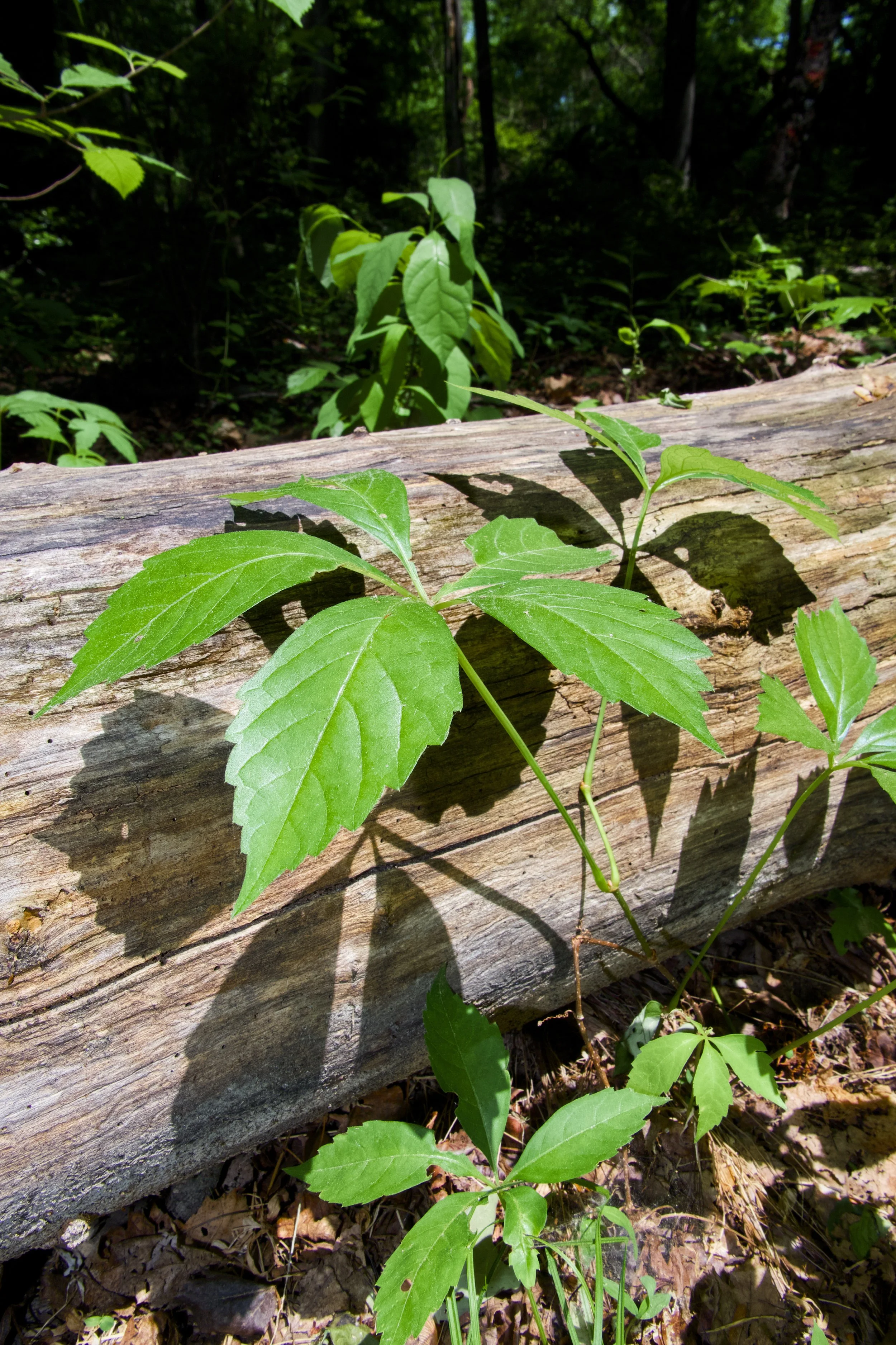 Esther-Yanai Preserve for Lifestyles Media, Moorestown NJ, May 2026