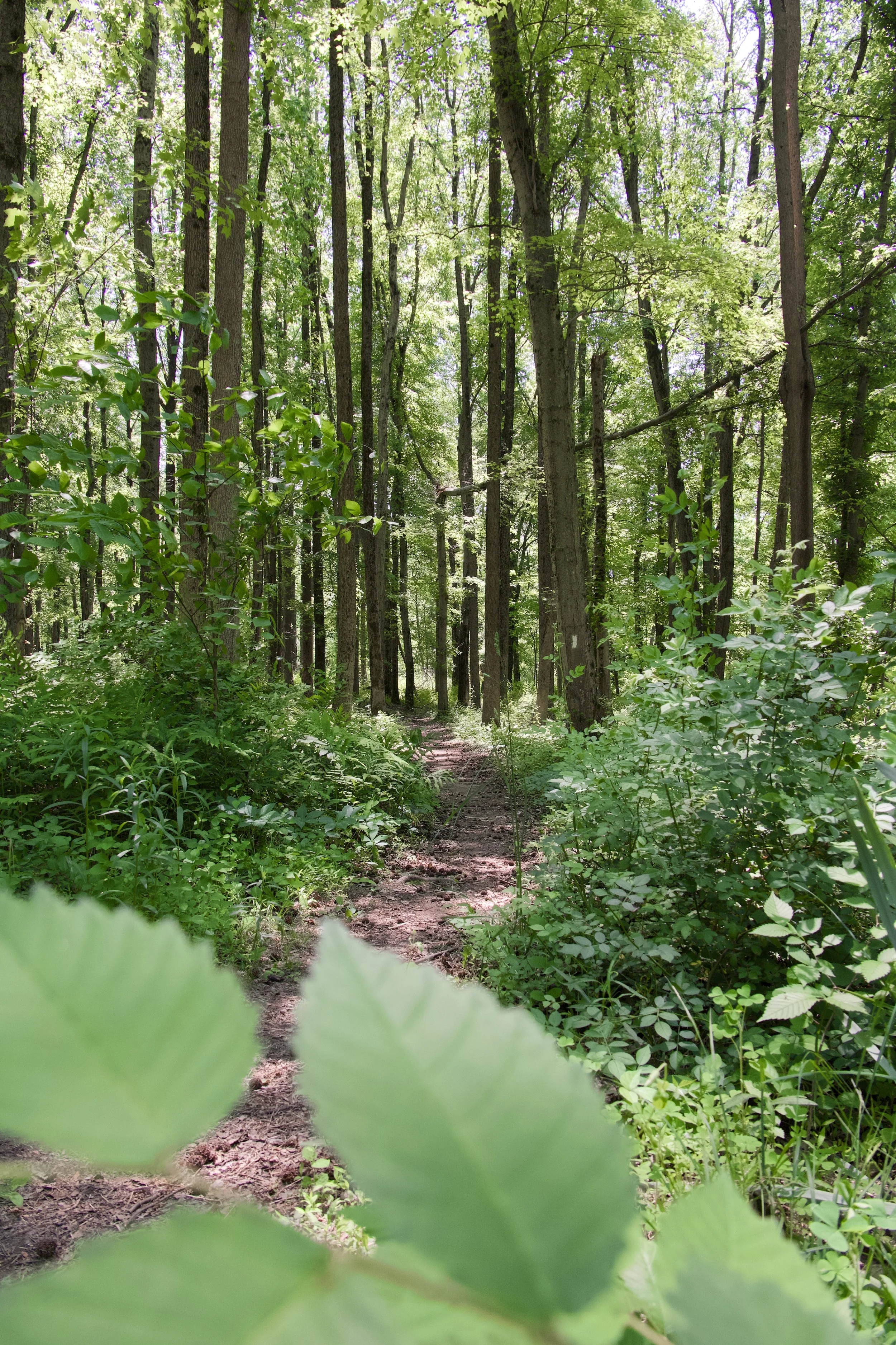 Esther-Yanai Nature Preserve 52.jpg