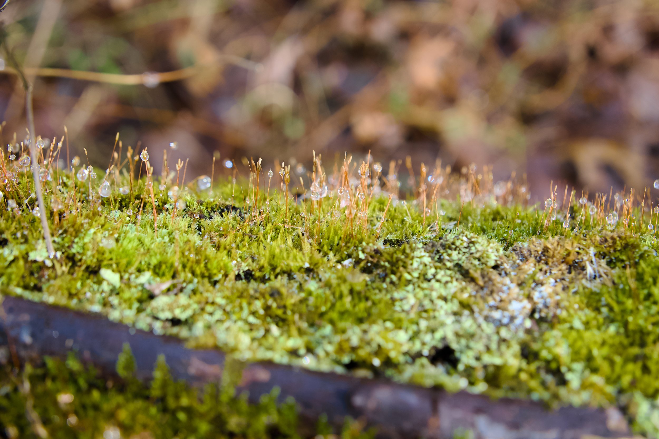 Barbara Rich Woods Preserve for Lifestyles Media, Moorestown NJ 2026