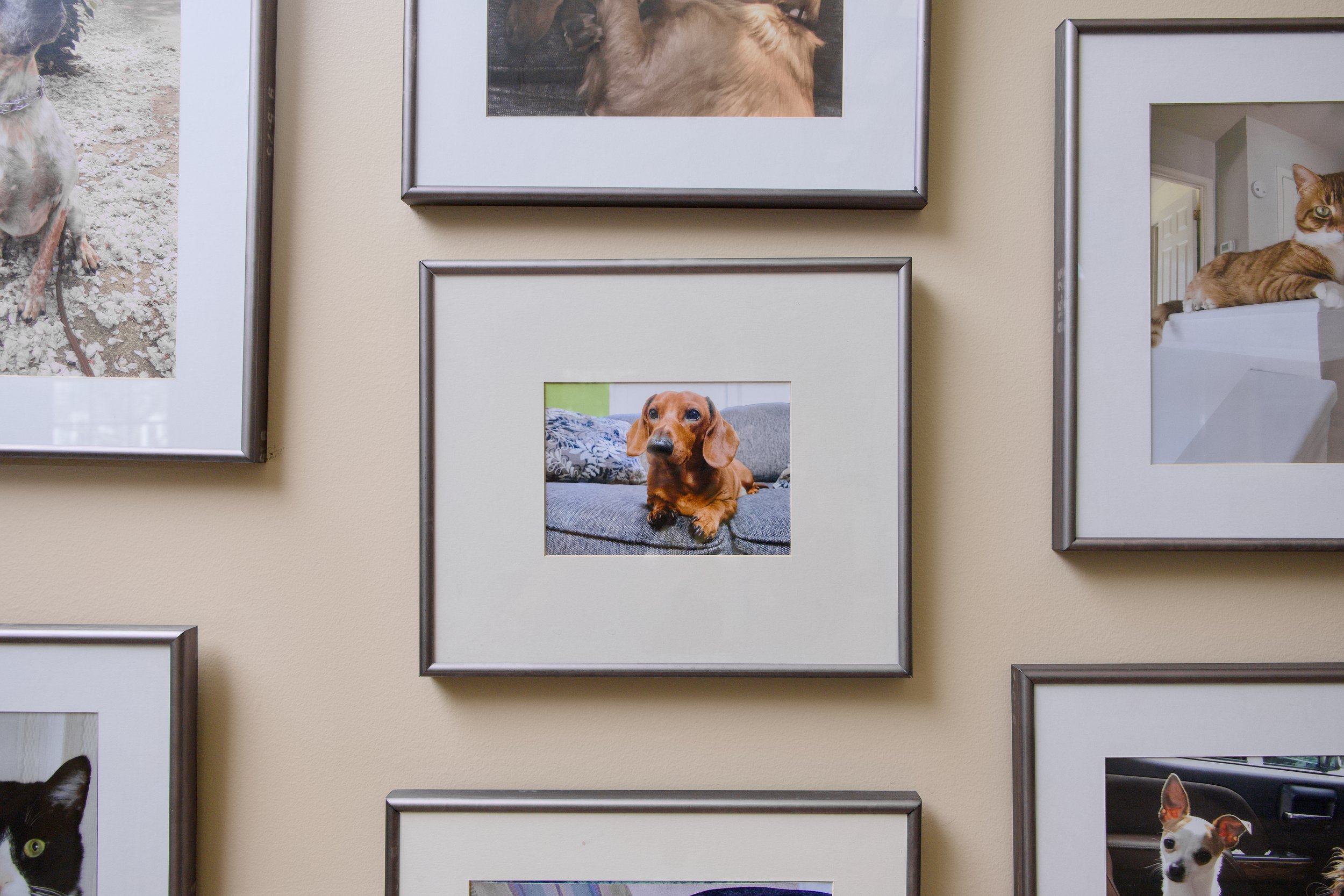 Pitman Animal Hospital 15.jpg