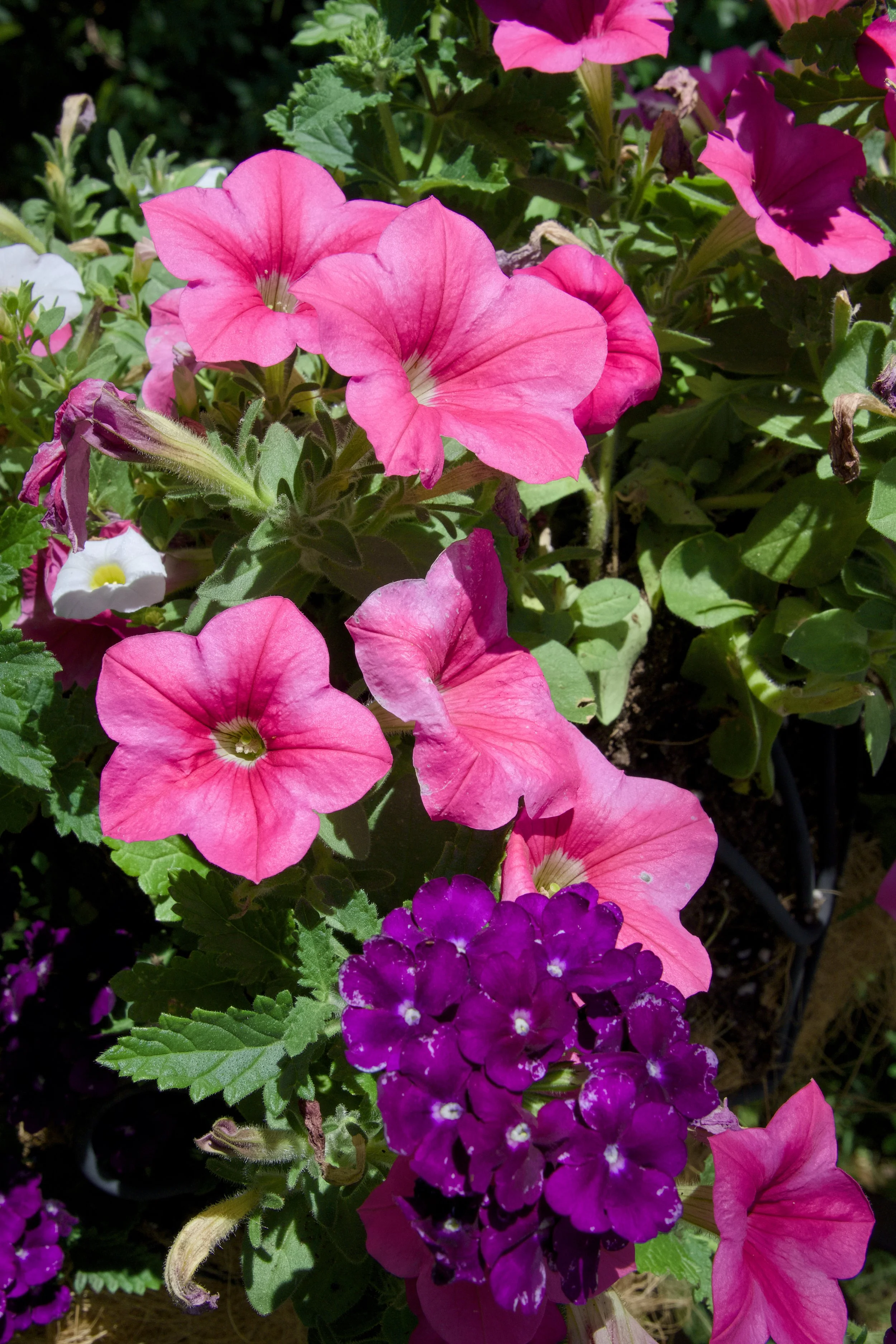 Haddonfield Garden Club 13.jpg