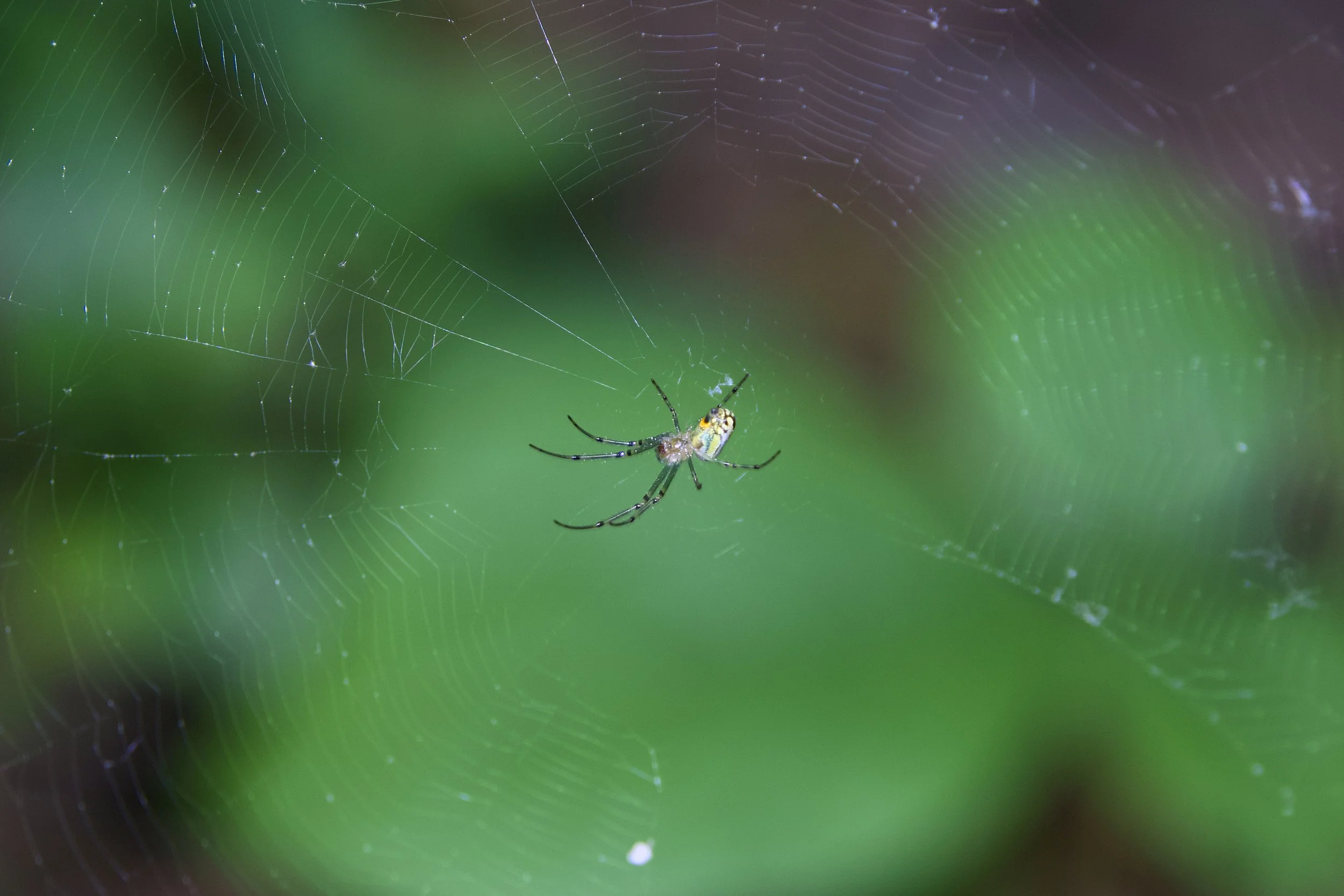 Esther-Yanai Nature Preserve 12.jpg