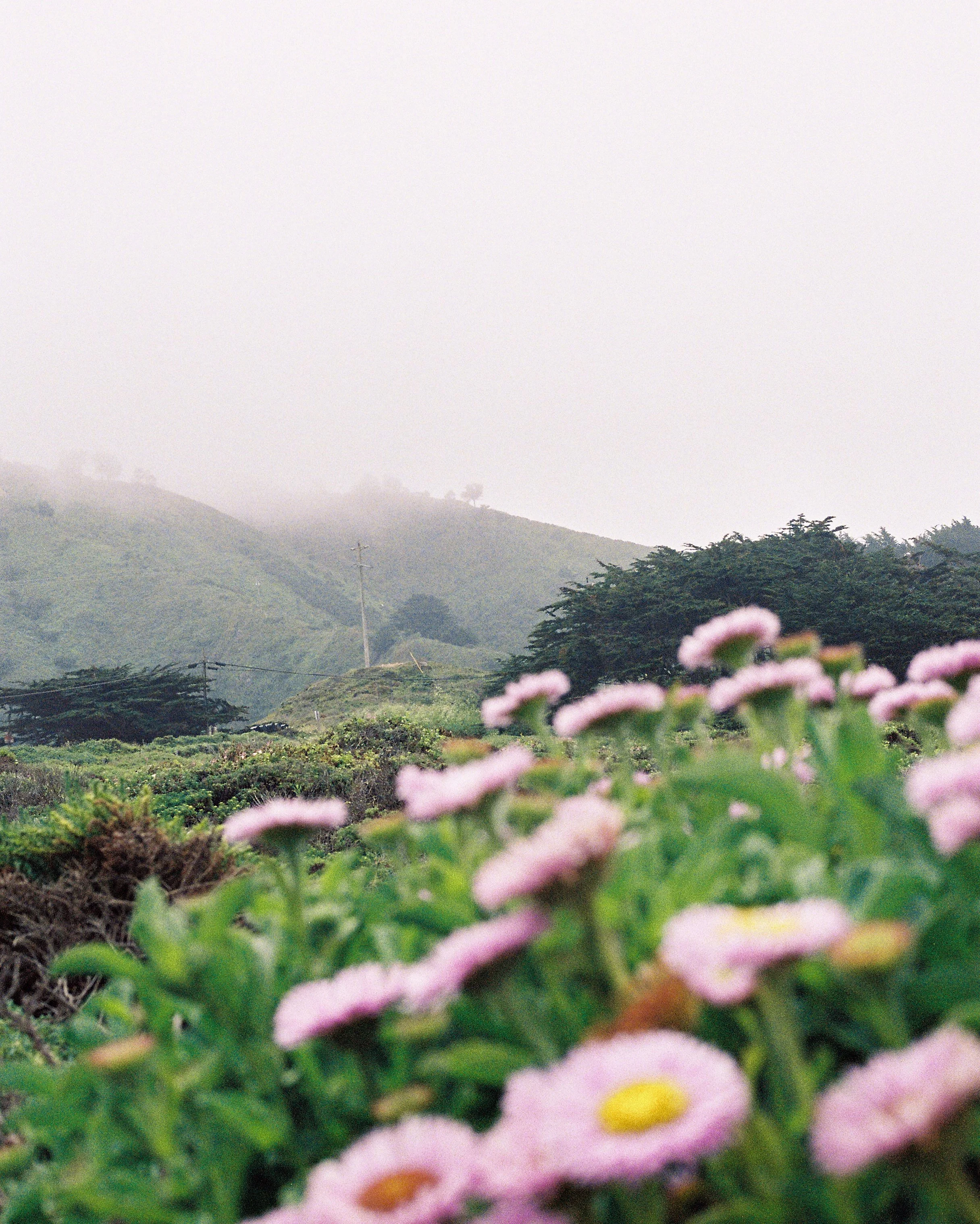 Pink and yellow flowers in the foreground with green mountains and foggy sky in the background.