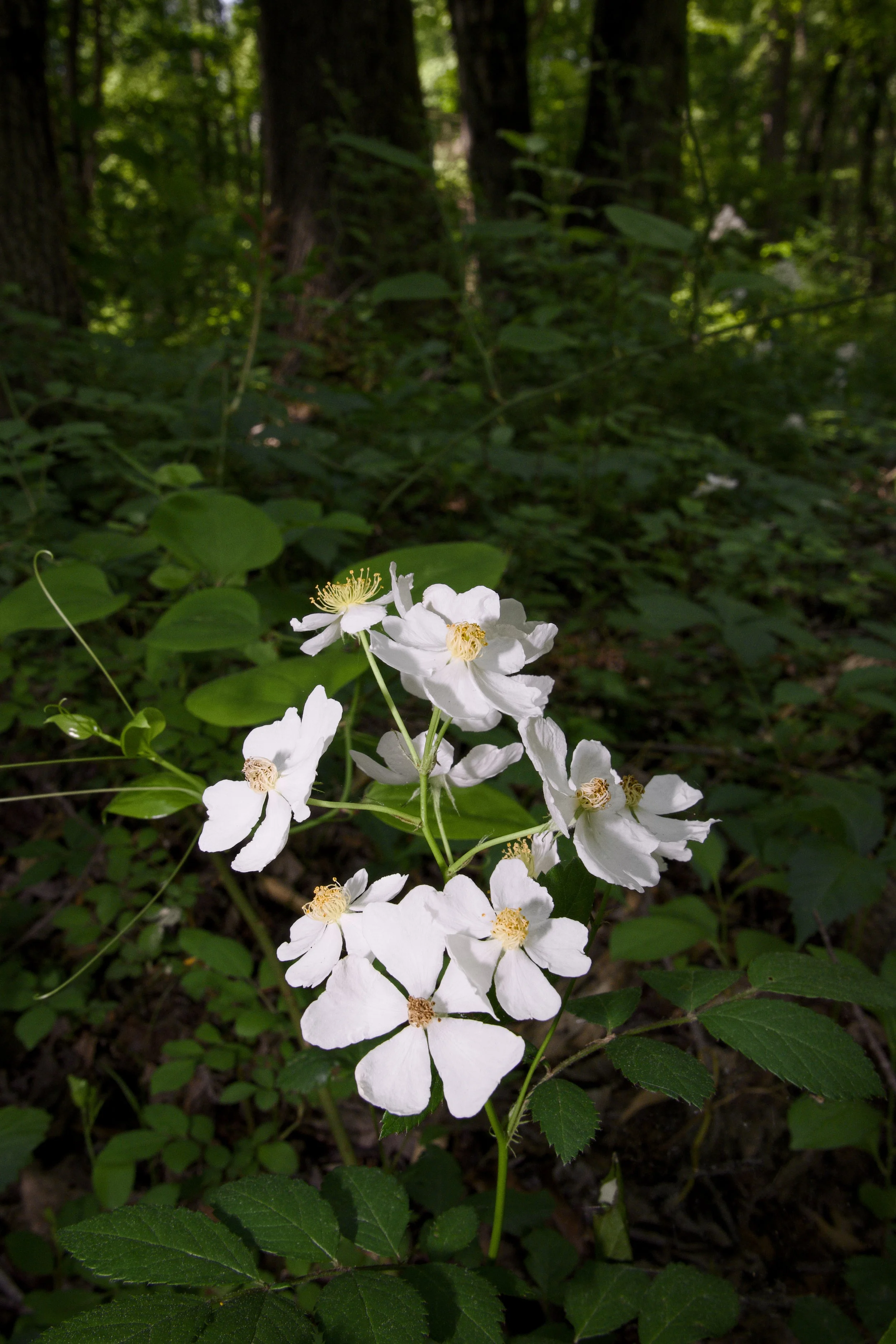 Esther-Yanai Nature Preserve 34.jpg