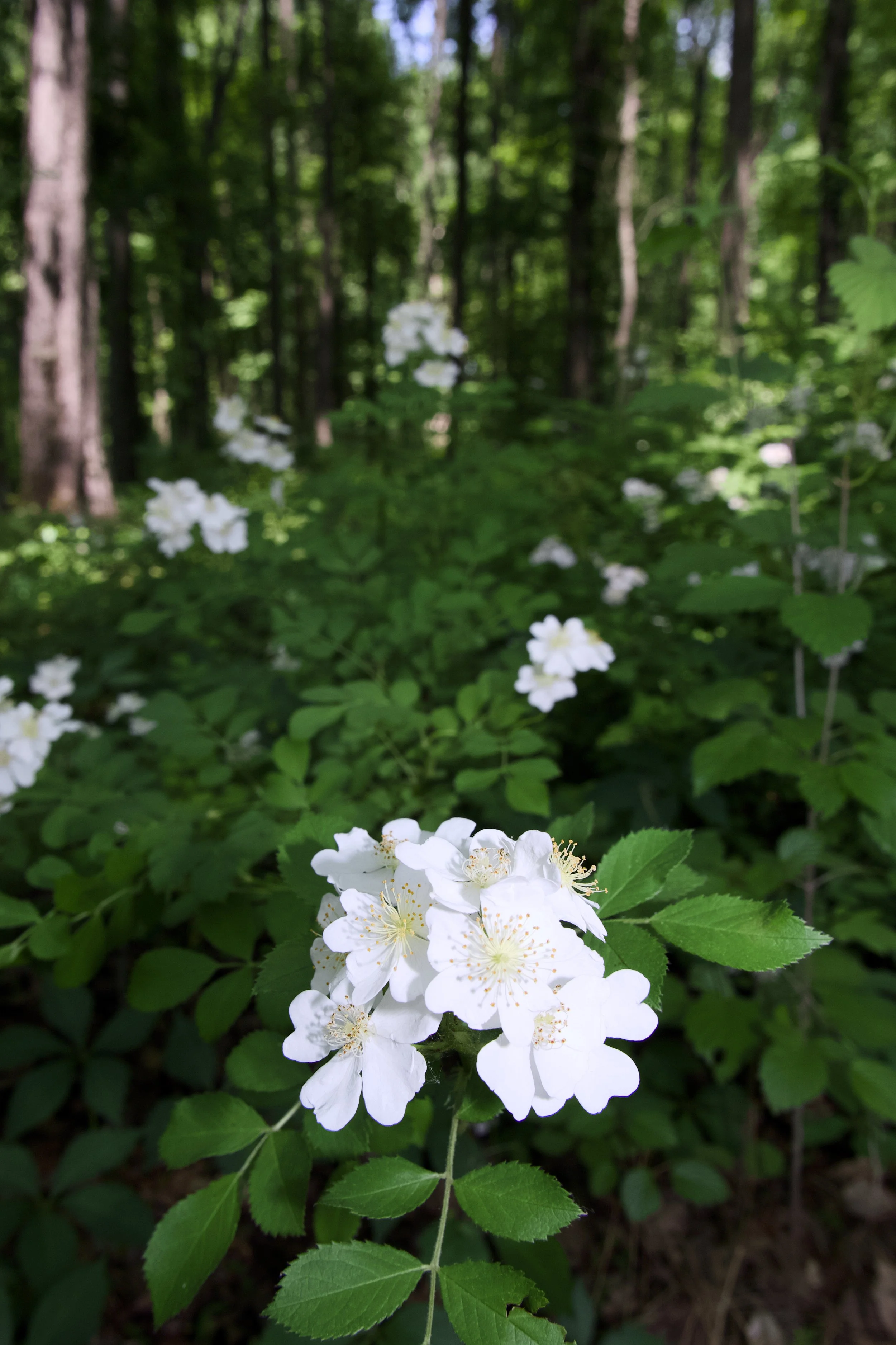 Esther-Yanai Nature Preserve 42.jpg