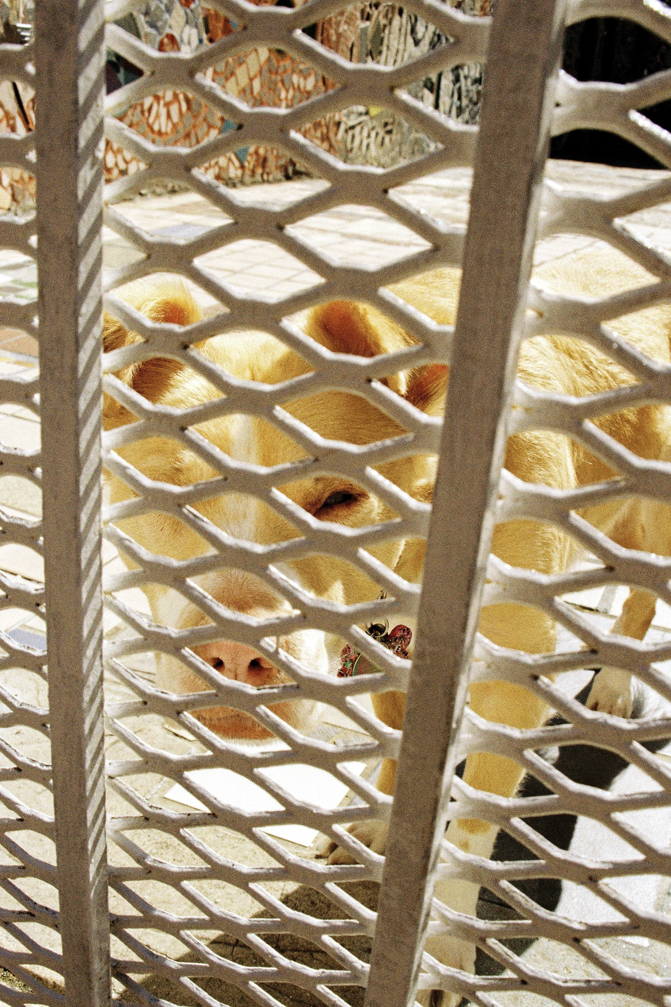 A yellow dog behind a white lattice fence, looking through the gaps.