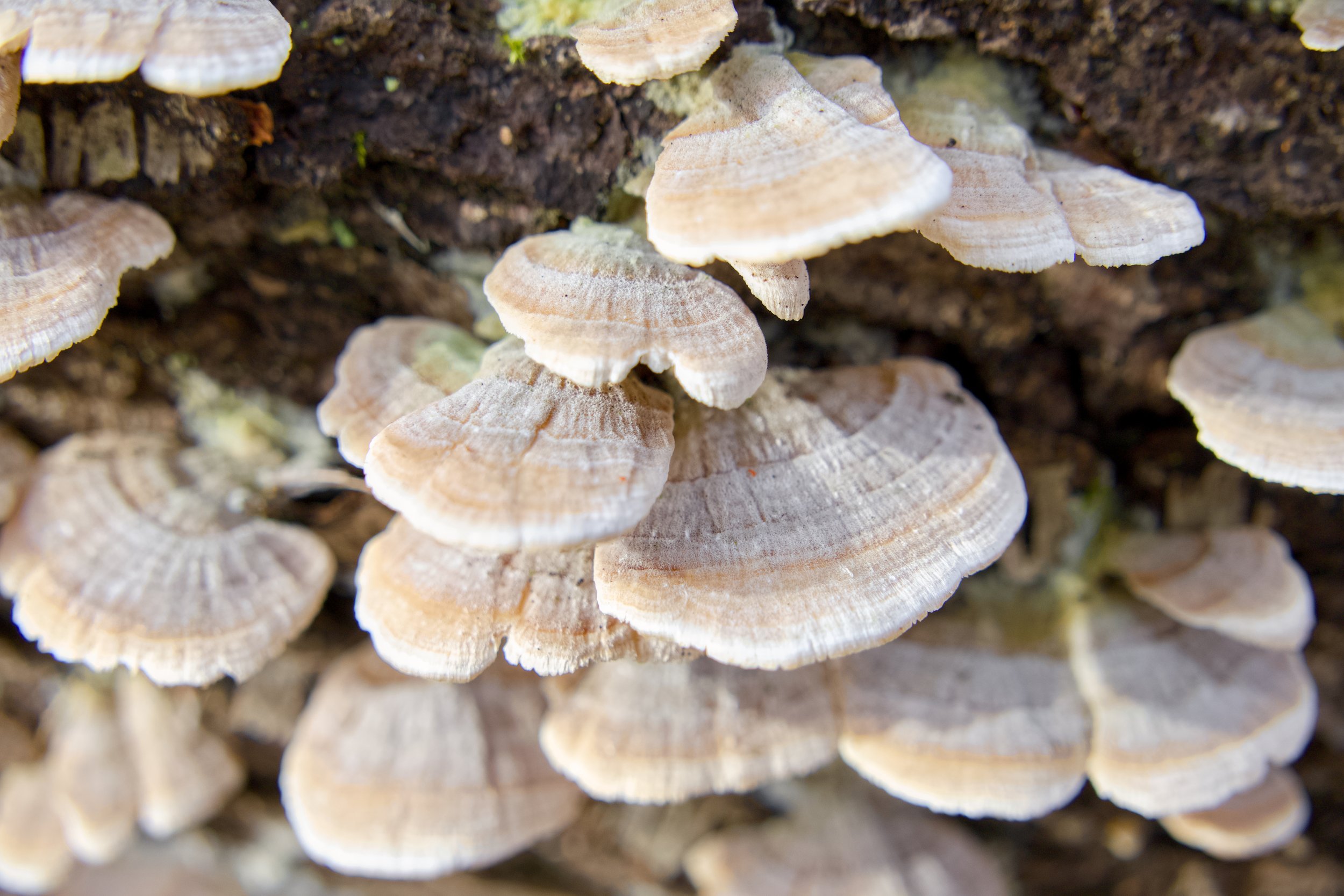 Barbara Rich Preserve 27.jpg