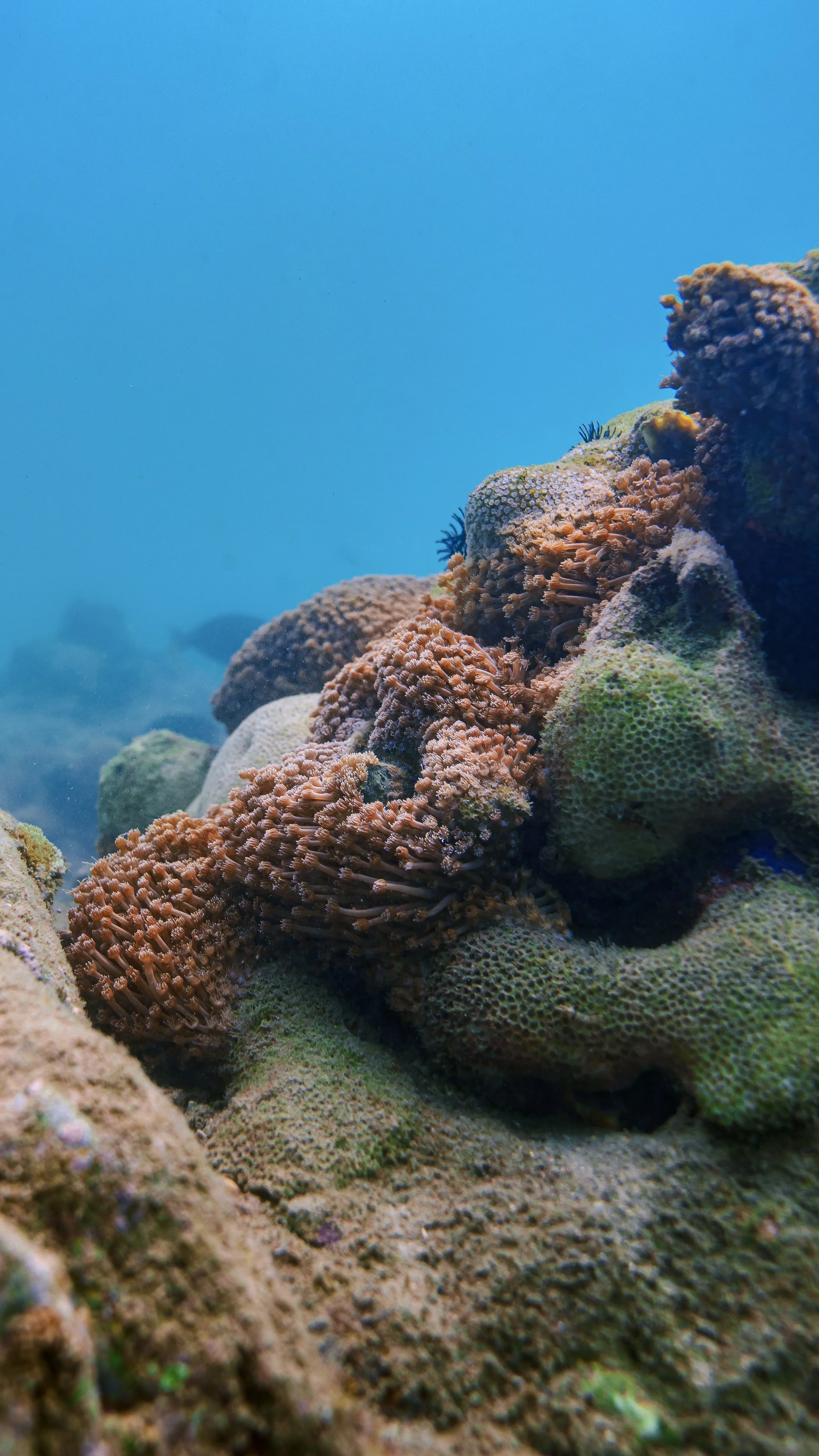 underwater photography