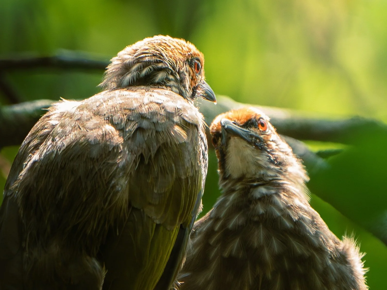 Nature And Wildlife Photography