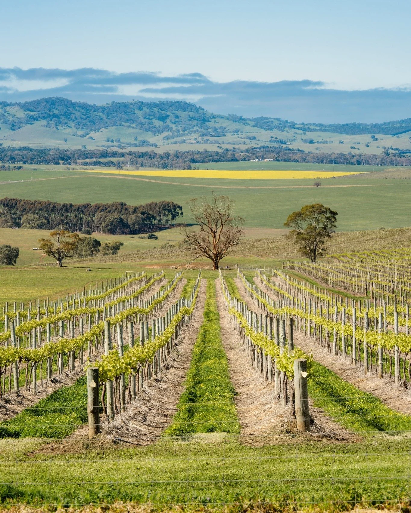 A busy calendar and a vibrant Barossa ~ Autumn at Langmeil Cottages is something special ✨🤍

With the Easter long weekend, Gather Round and school holidays ahead, there's plenty to do and see. 

Cooler days, golden hues amongst the vines and that be