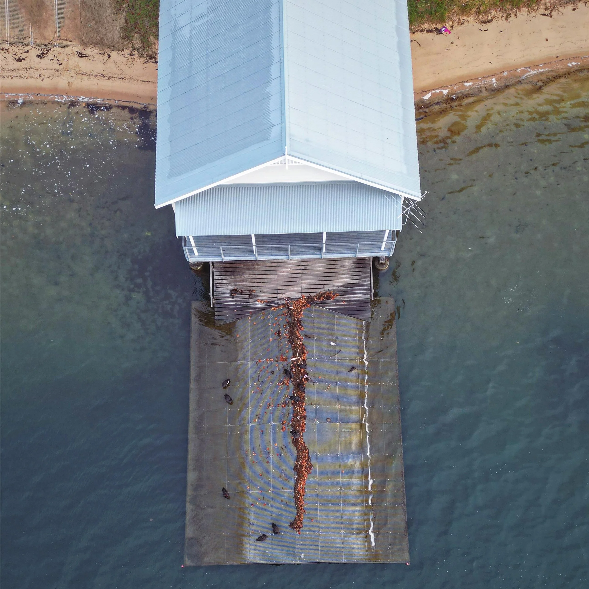 Crawley Rowing Club 📍 .
.
.
.
.
.
.
.
.
#perth #westernaustralia #rowingclub #perthrowingclub #perthisok #birds #crawlyedgeboatshed