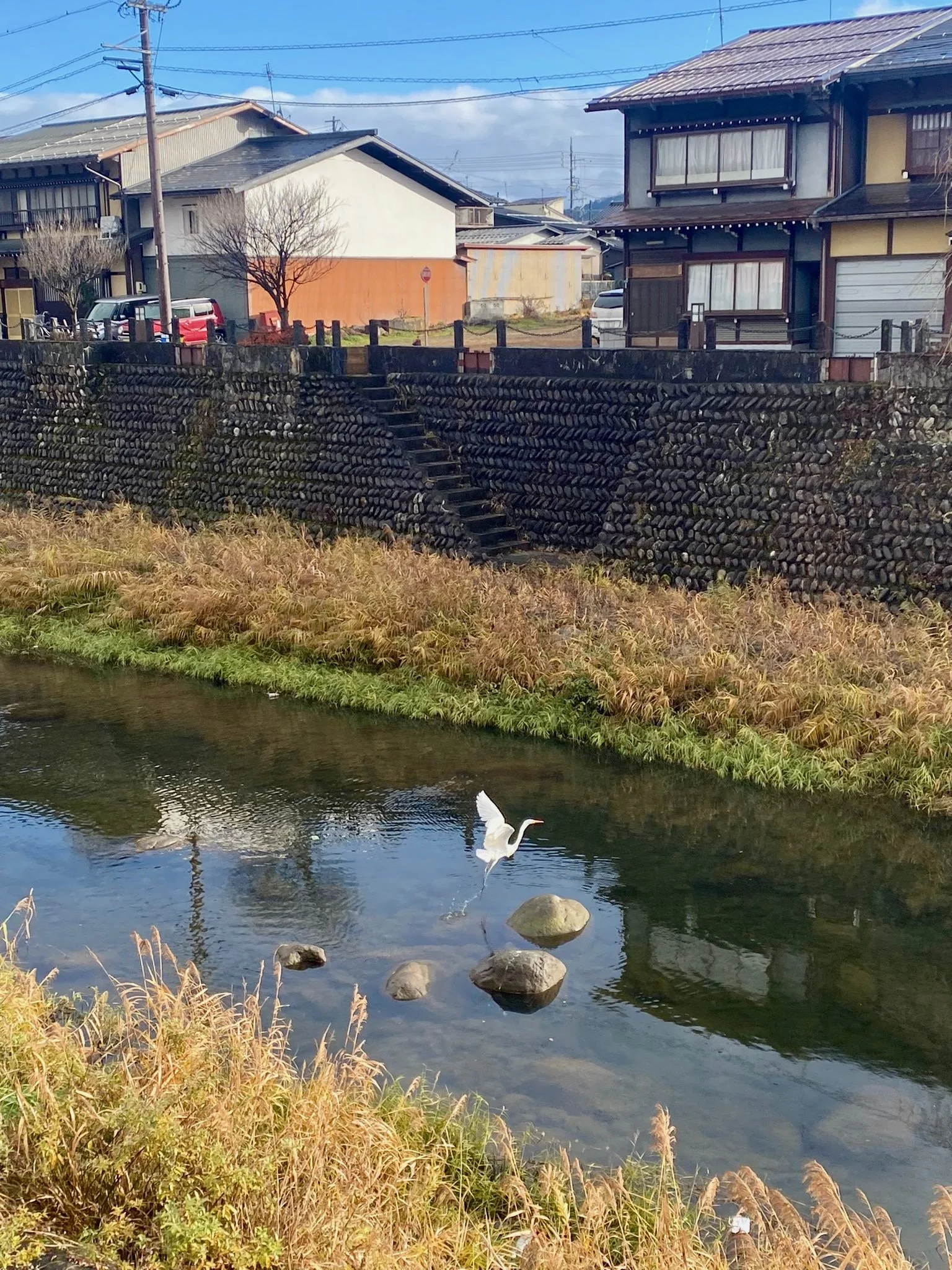 A white bird flying over a small river with rocks and grassland, in front of traditional-style houses and a stone retaining wall.