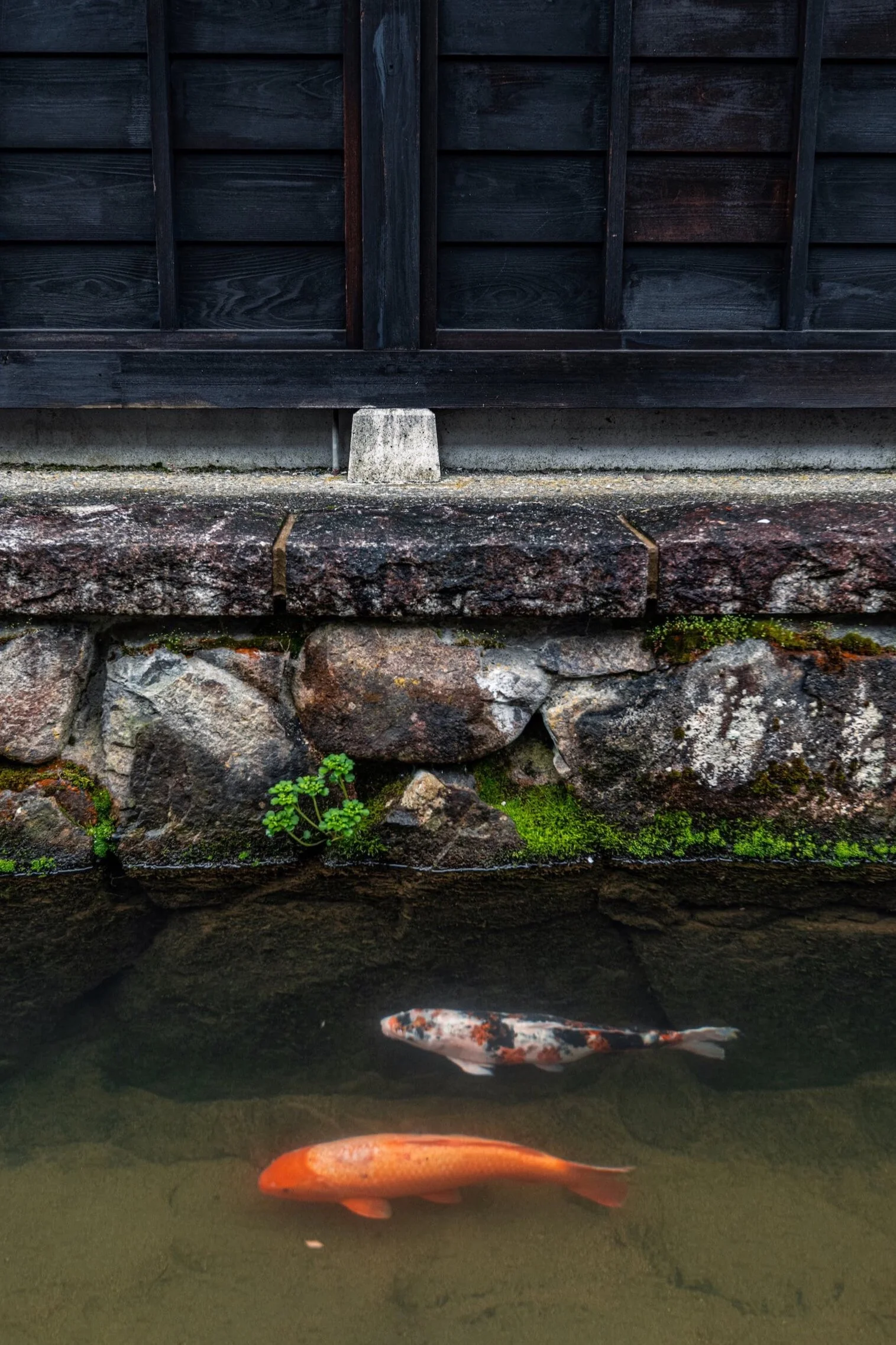 Two koi fish swimming in a clear pond next to a stone and wooden wall, with visible moss and plants.