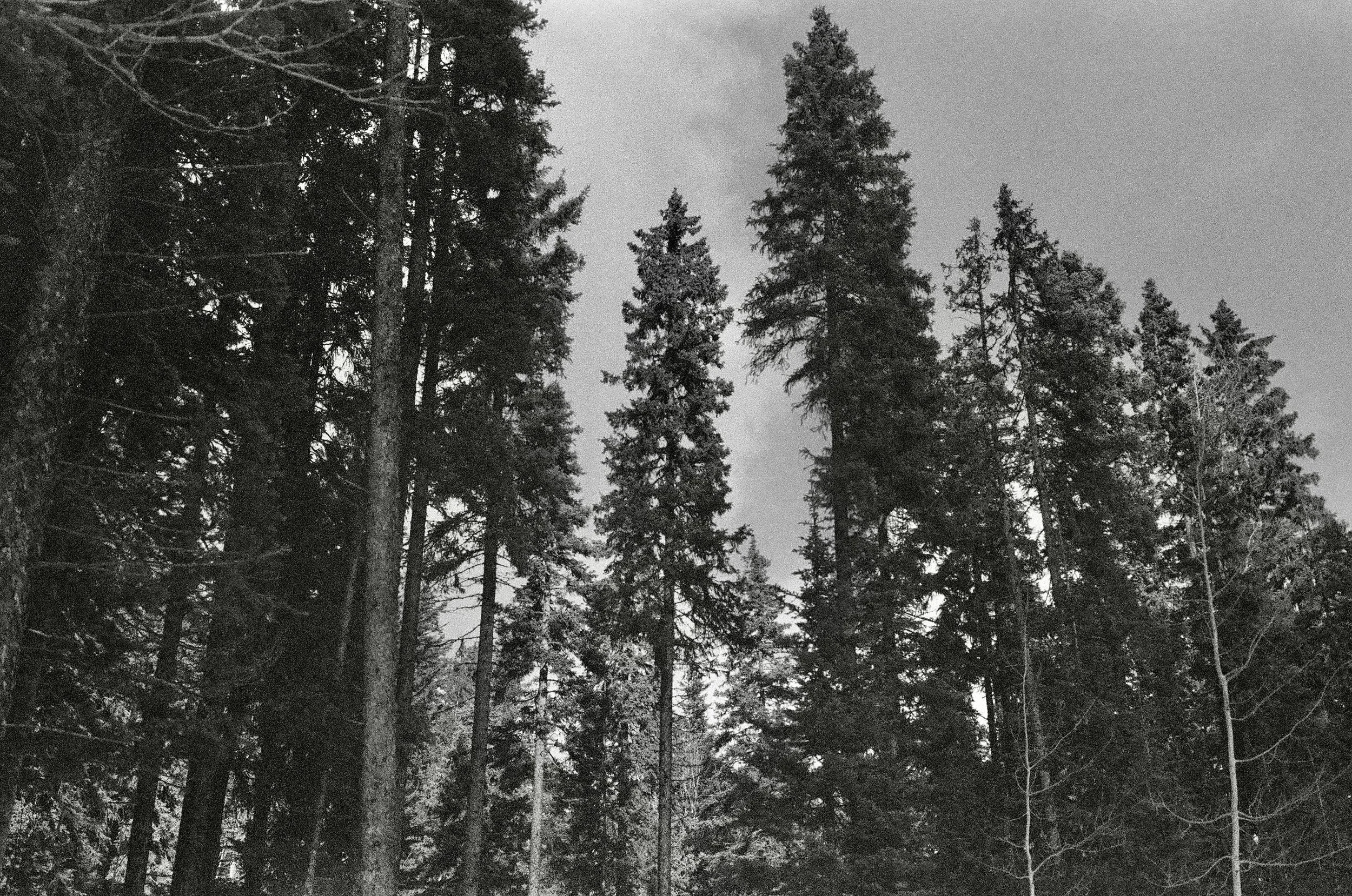 29E0EFA3-6833-47F4-8C8F-C5AA752ABC0E_1_201_a.jpeg