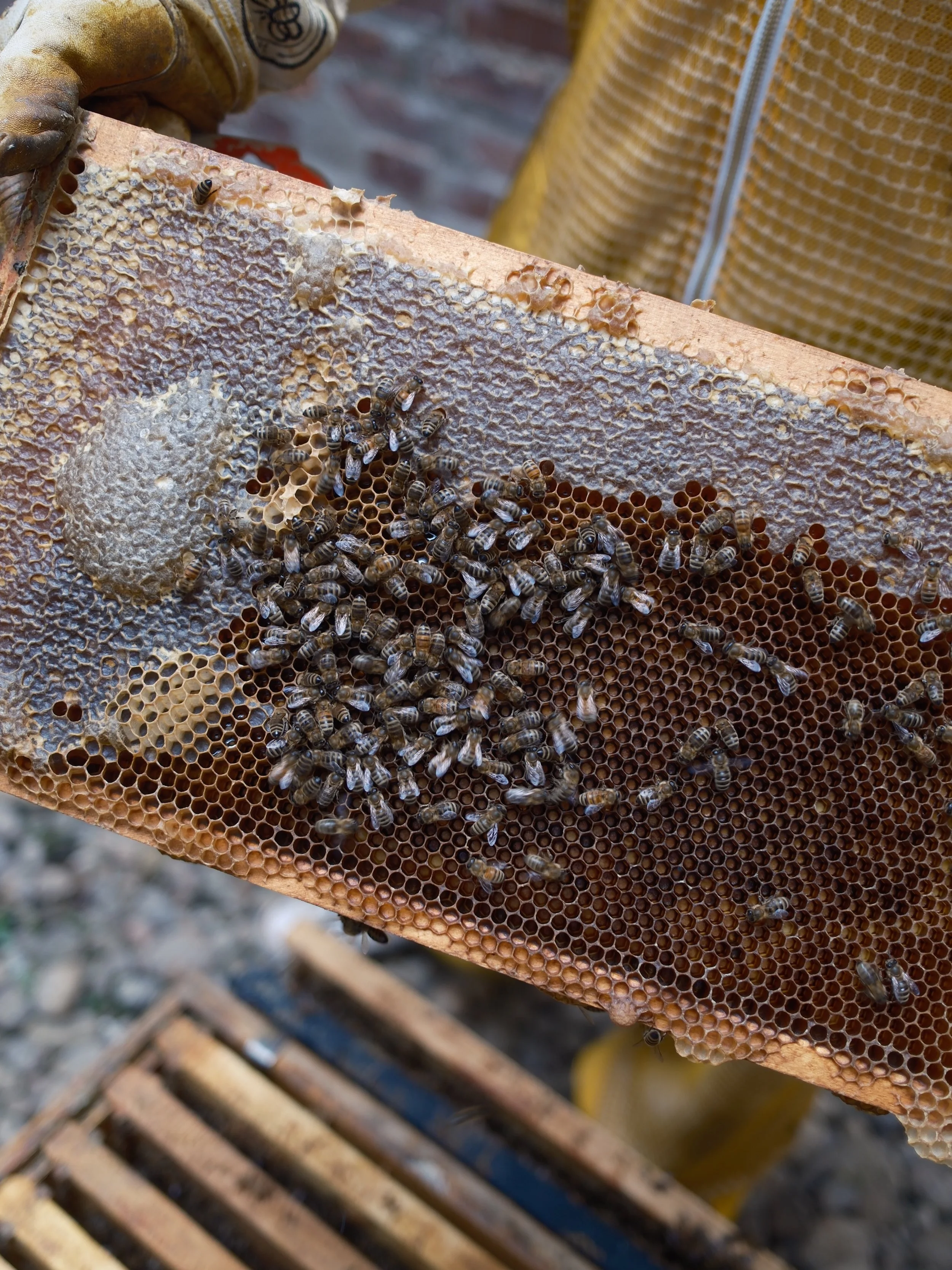 Happy world bee day!! 🐝
Merci &agrave; celles qui soutiennent des &eacute;cosyst&egrave;mes entiers par leur travail invisible. Thank you bees, always 💛