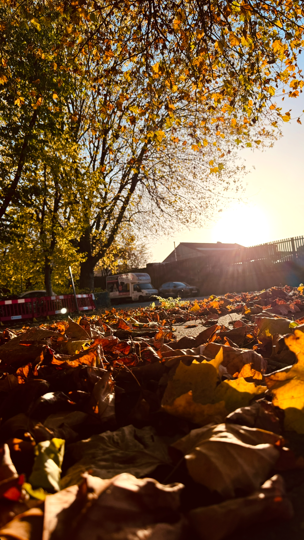 Sunlit autumn scene with fallen leaves on the ground, trees with yellow and orange leaves, and cars parked along the street in the background.