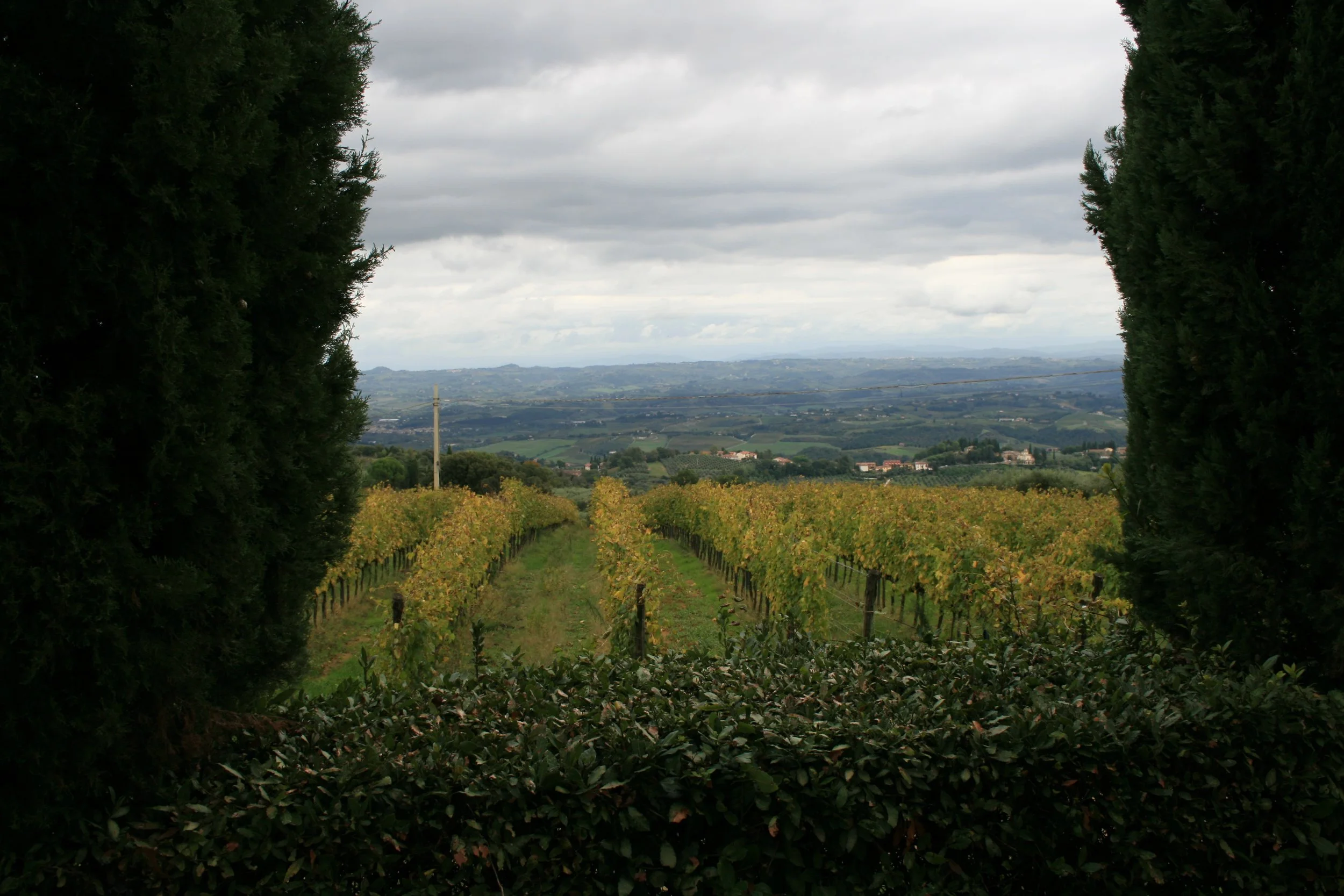 A view of a vineyard through a natural frame created by two large trees, cloudy sky, distant rolling hills, and scattered farm buildings.
