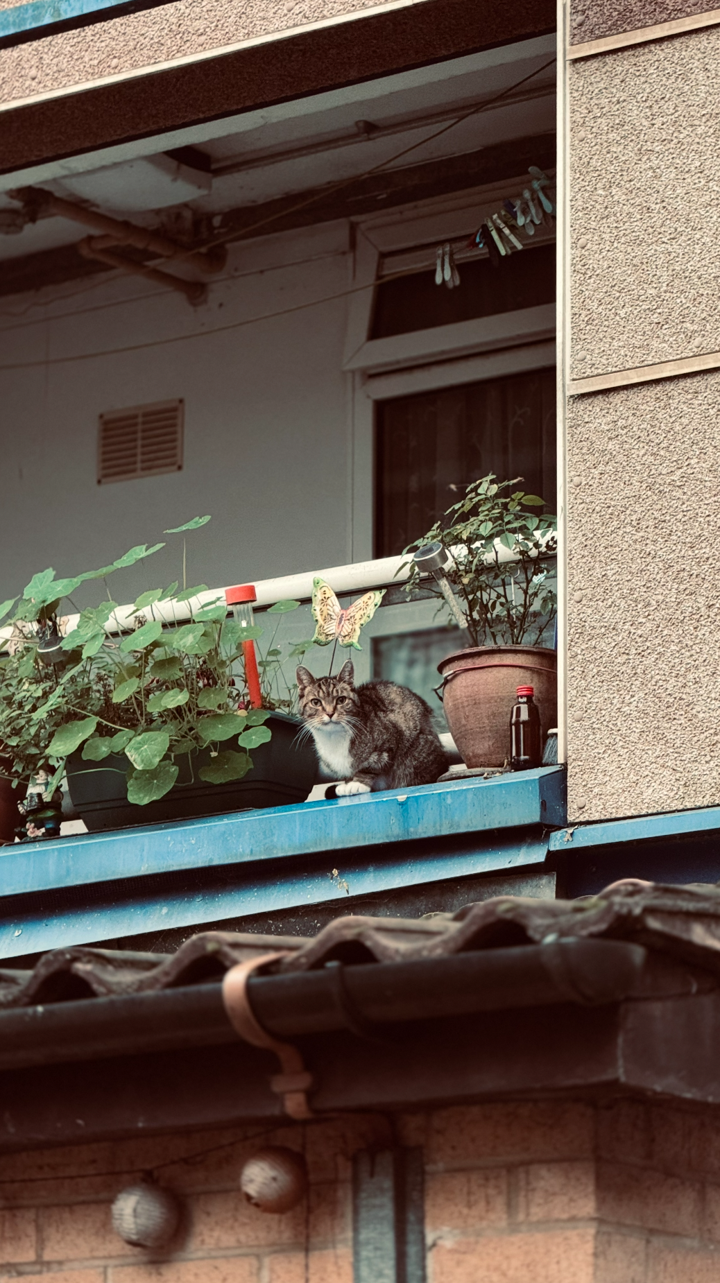A tabby cat sitting on a balcony with potted plants, a butterfly decoration, and various small objects, with a residential building wall and window in the background.