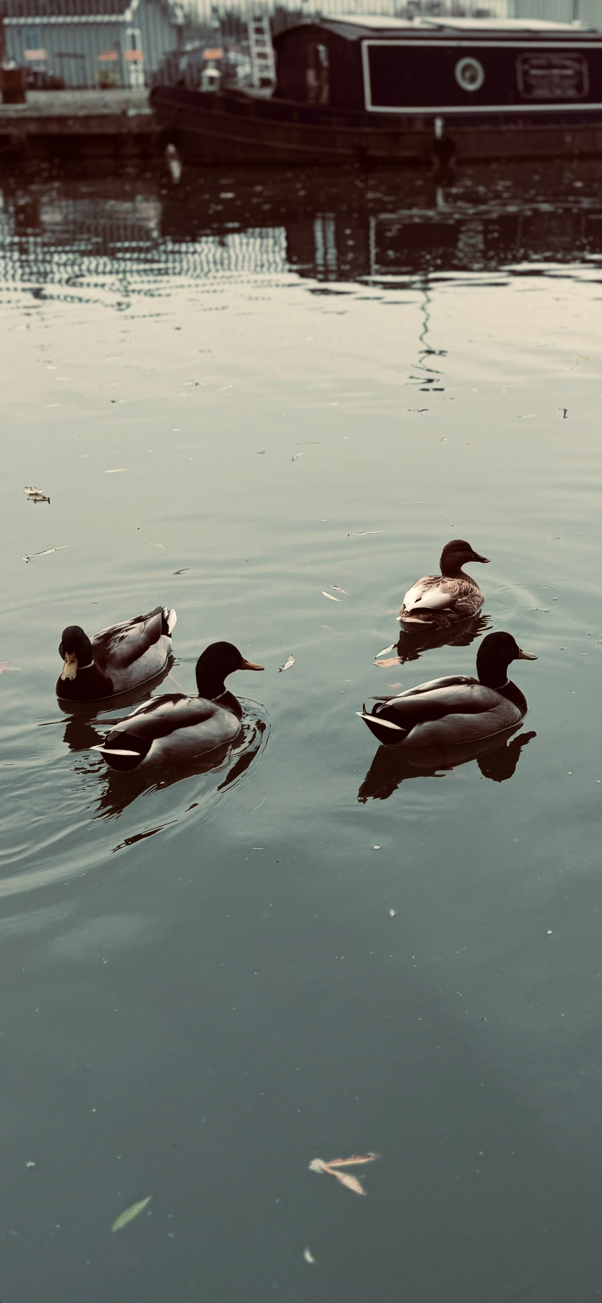 Four ducks swimming in a body of water with a dock and a boat in the background.