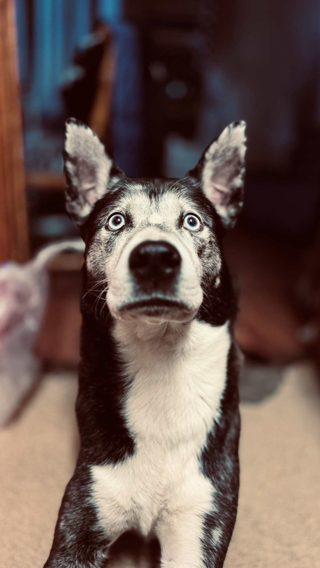 Close-up of a husky dog with striking blue eyes and a black and white coat, looking directly at the camera indoors.