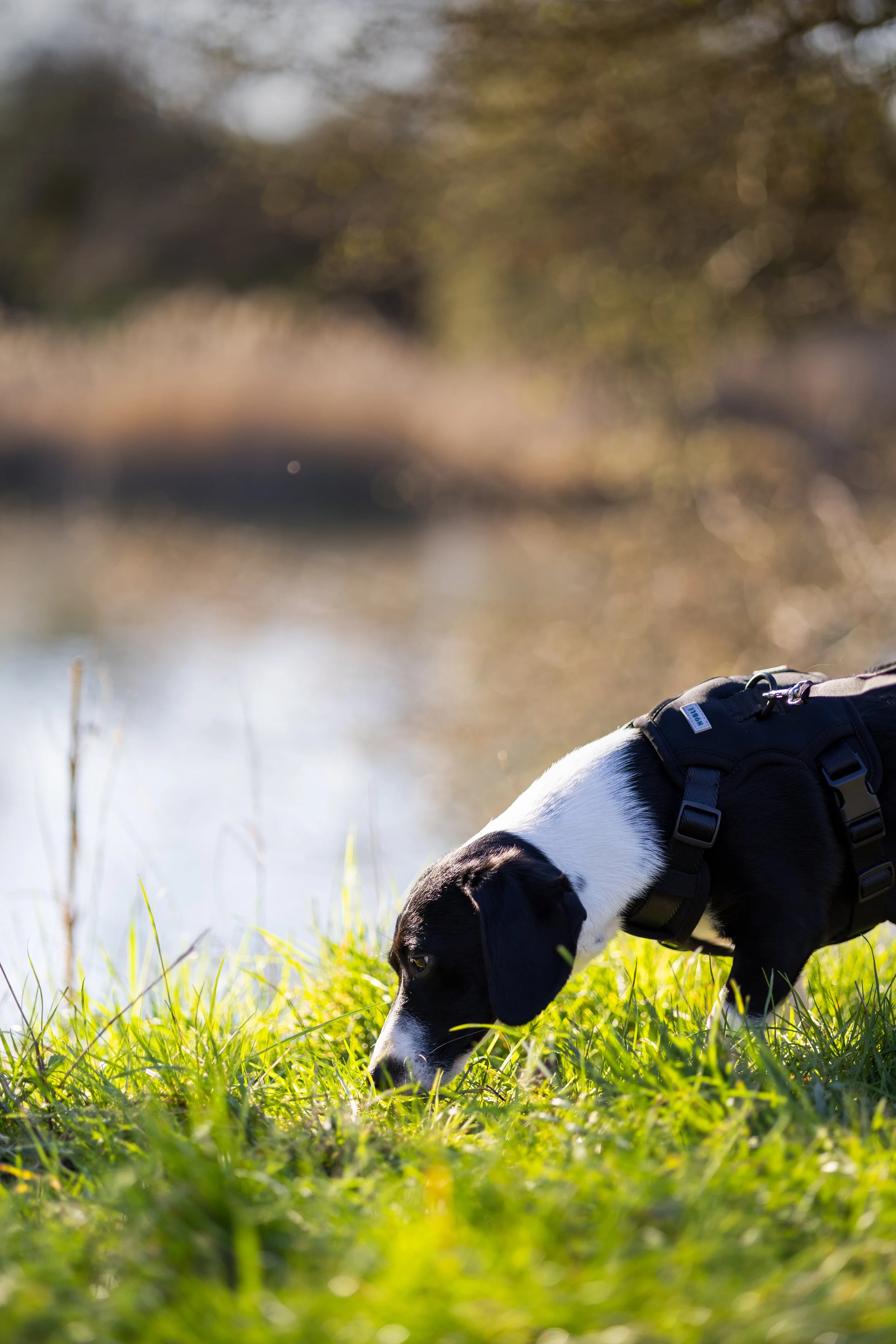 Dog sniffing grass near a body of water in a natural setting.