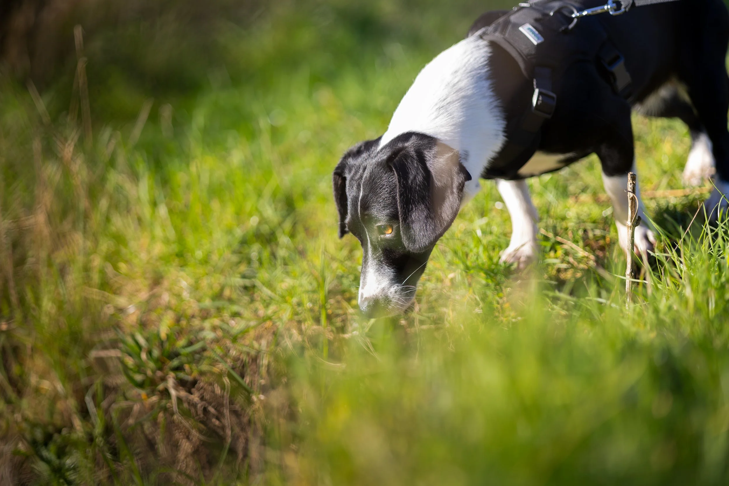 Black and white dog with a harness sniffing on the grassy ground outdoors.