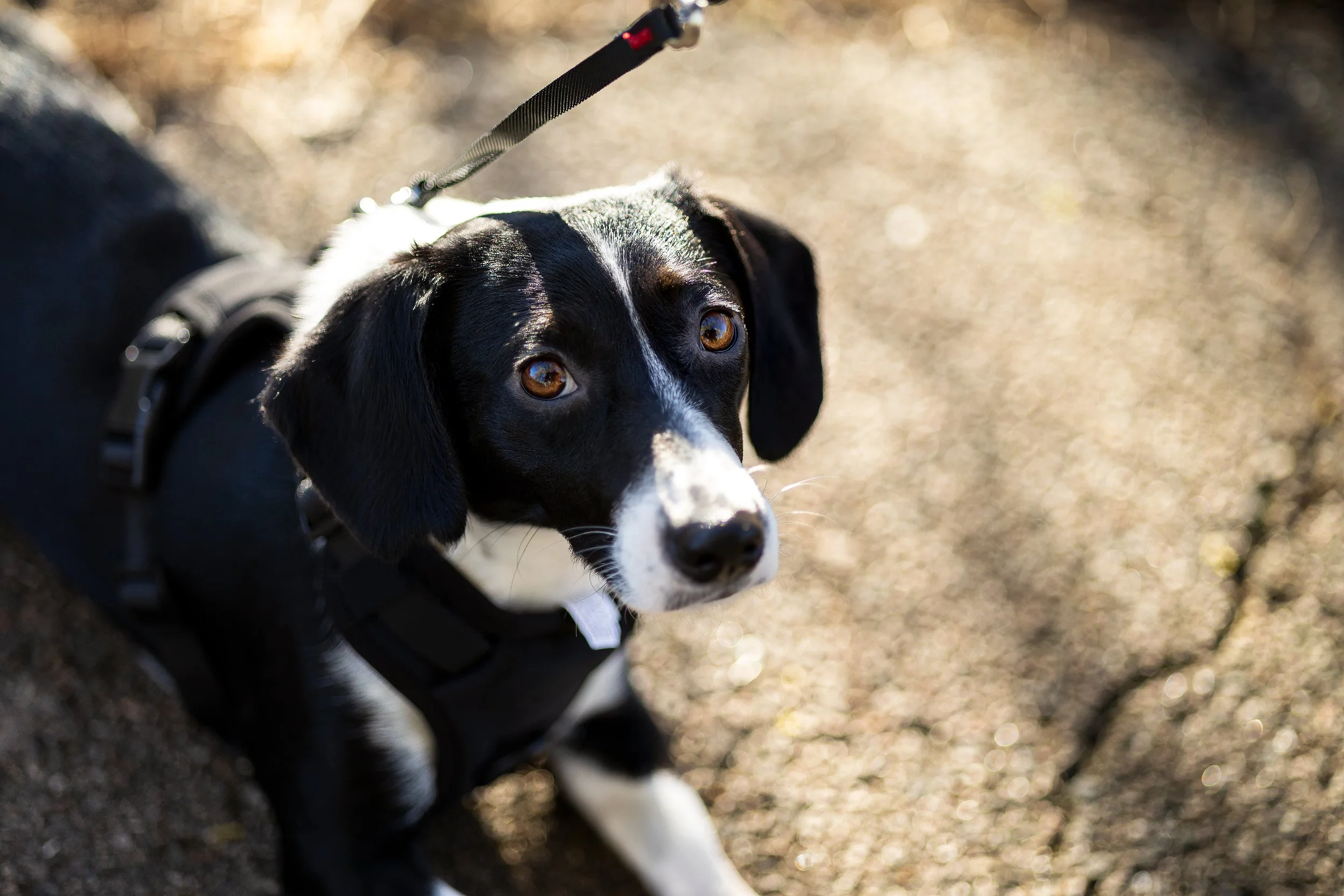 Black and white dog with brown eyes, wearing a harness and leash, sitting on a dirt path looking up.