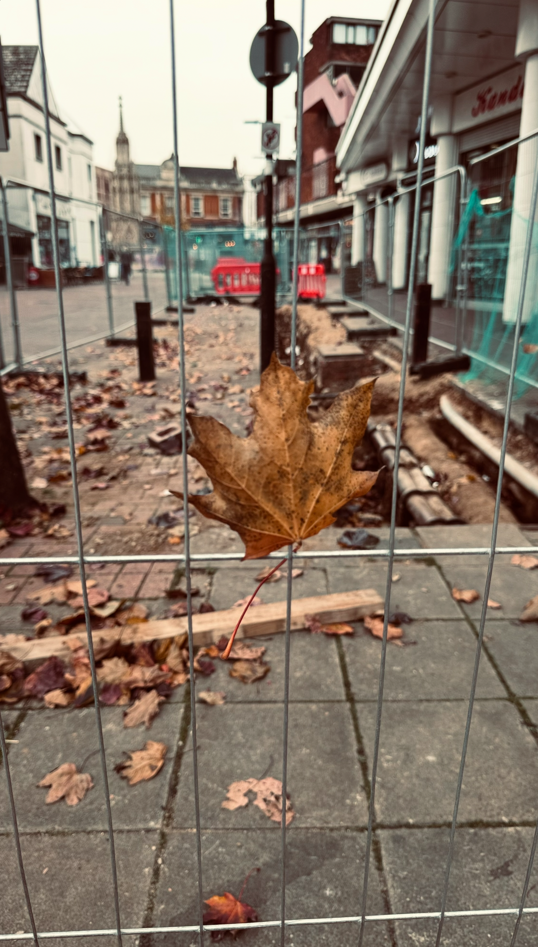 A dried brown maple leaf stuck to a chain-link fence on a fall day in a city street under construction, with fallen leaves on the sidewalk and buildings in the background.