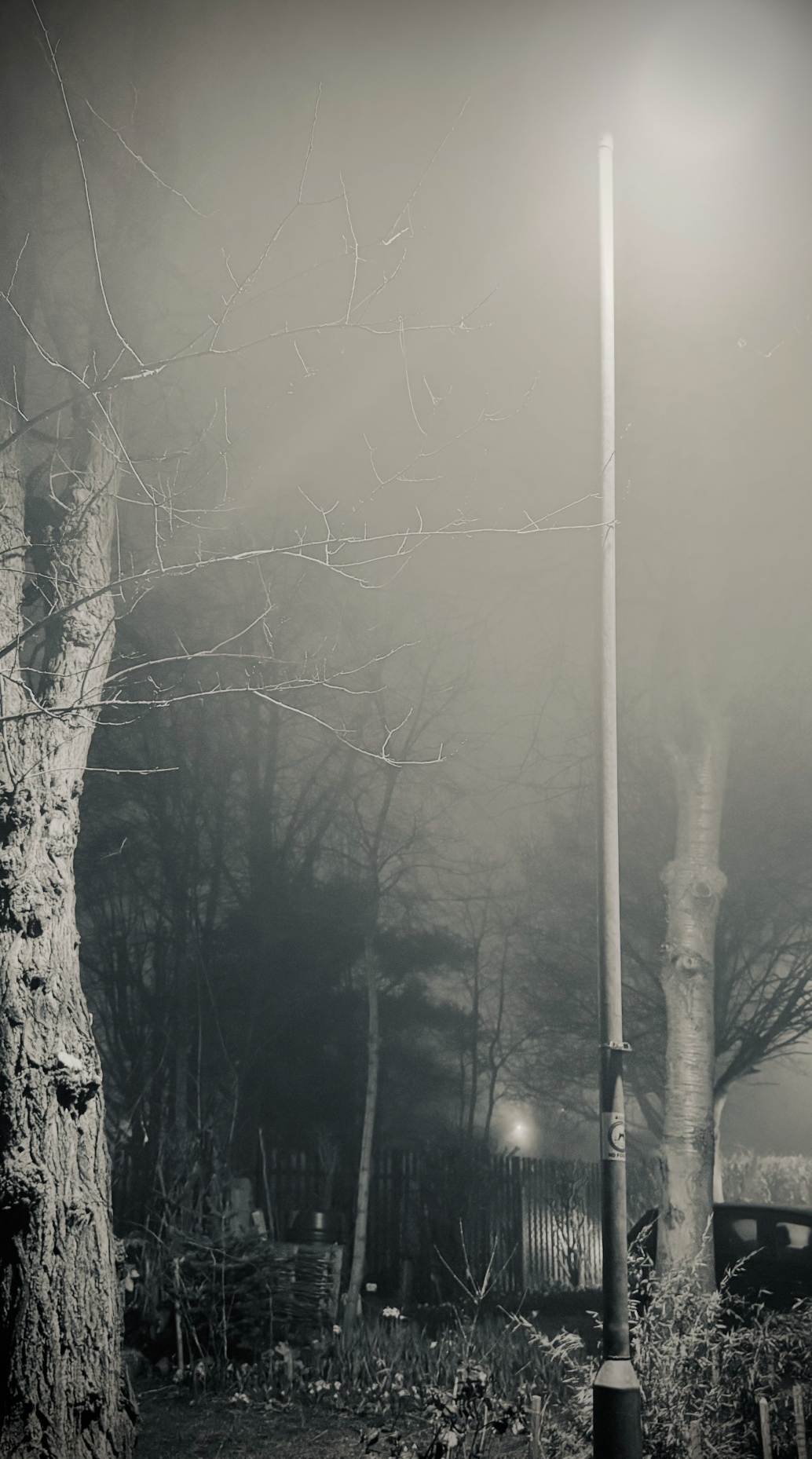 Nighttime scene with leafless trees, a fence, a street lamp, and a foggy atmosphere.
