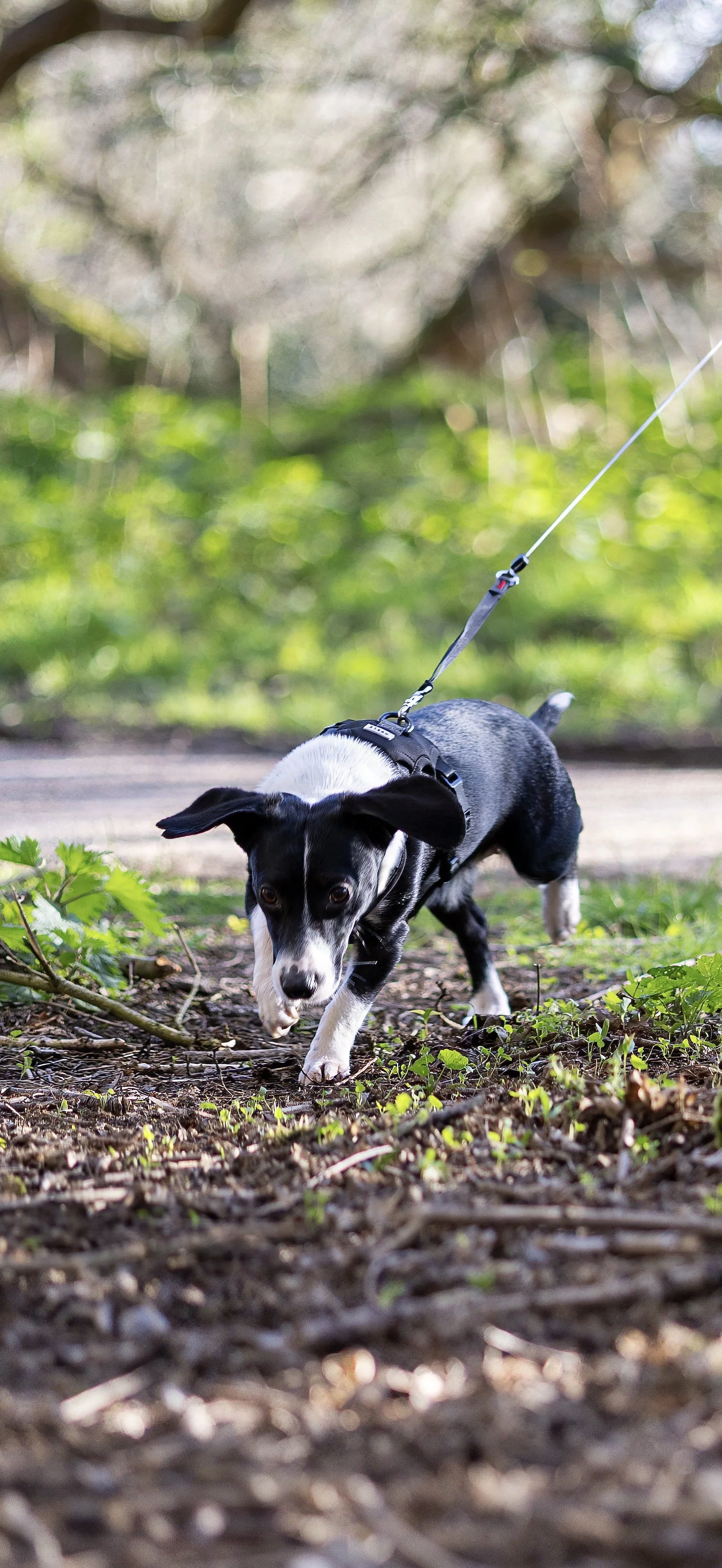A black and white dog walking on a leash outdoors on a dirt trail in a green park.