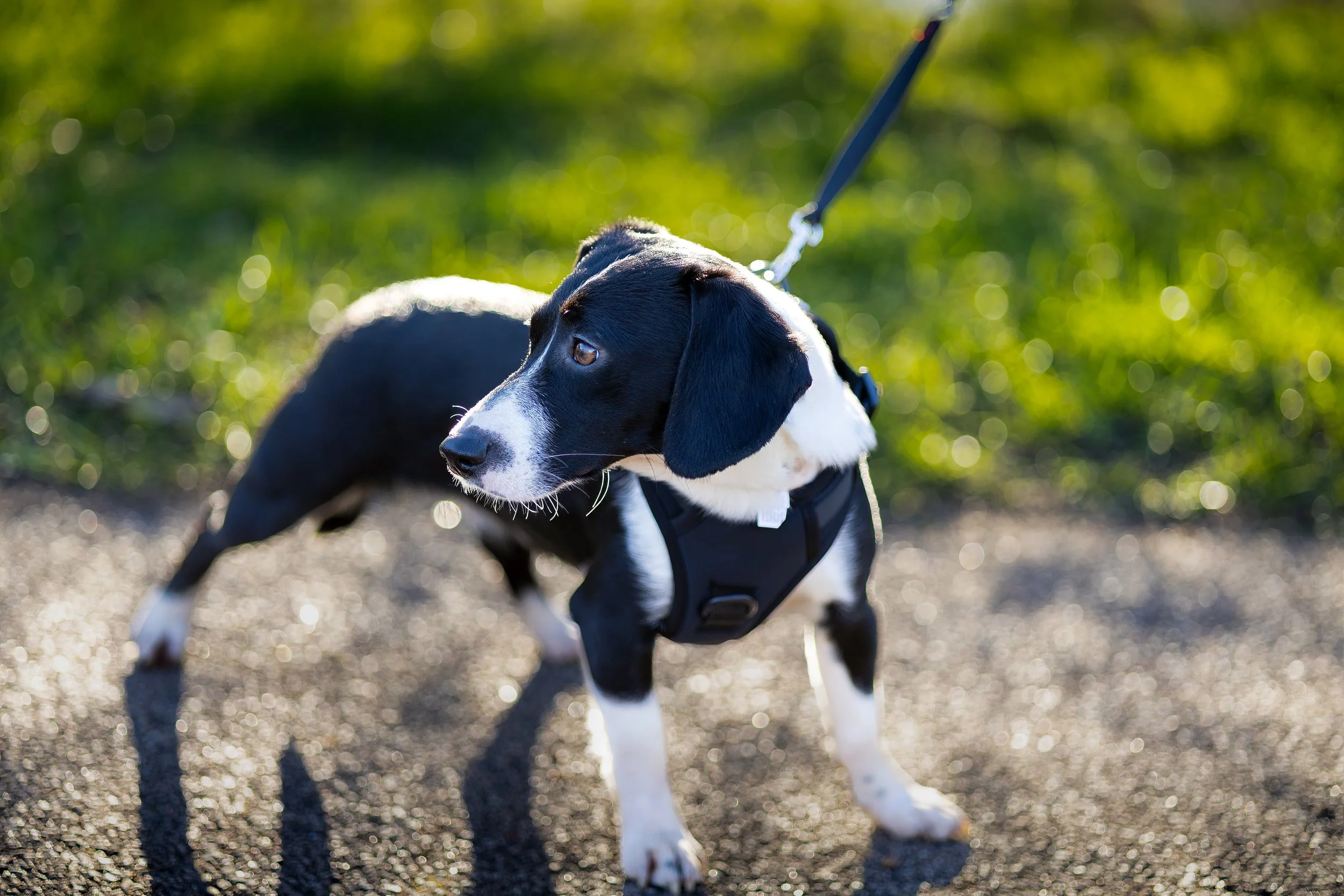A black and white dog on a leash, wearing a harness, standing on a gravel path with blurred green grass in the background.