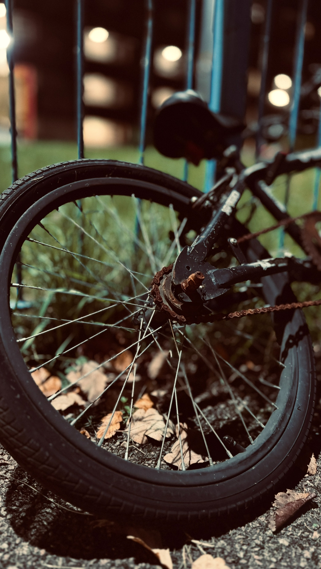 Close-up of a broken bicycle wheel on the ground with fallen leaves, rusted chain, and a blurred background with a blue fence.