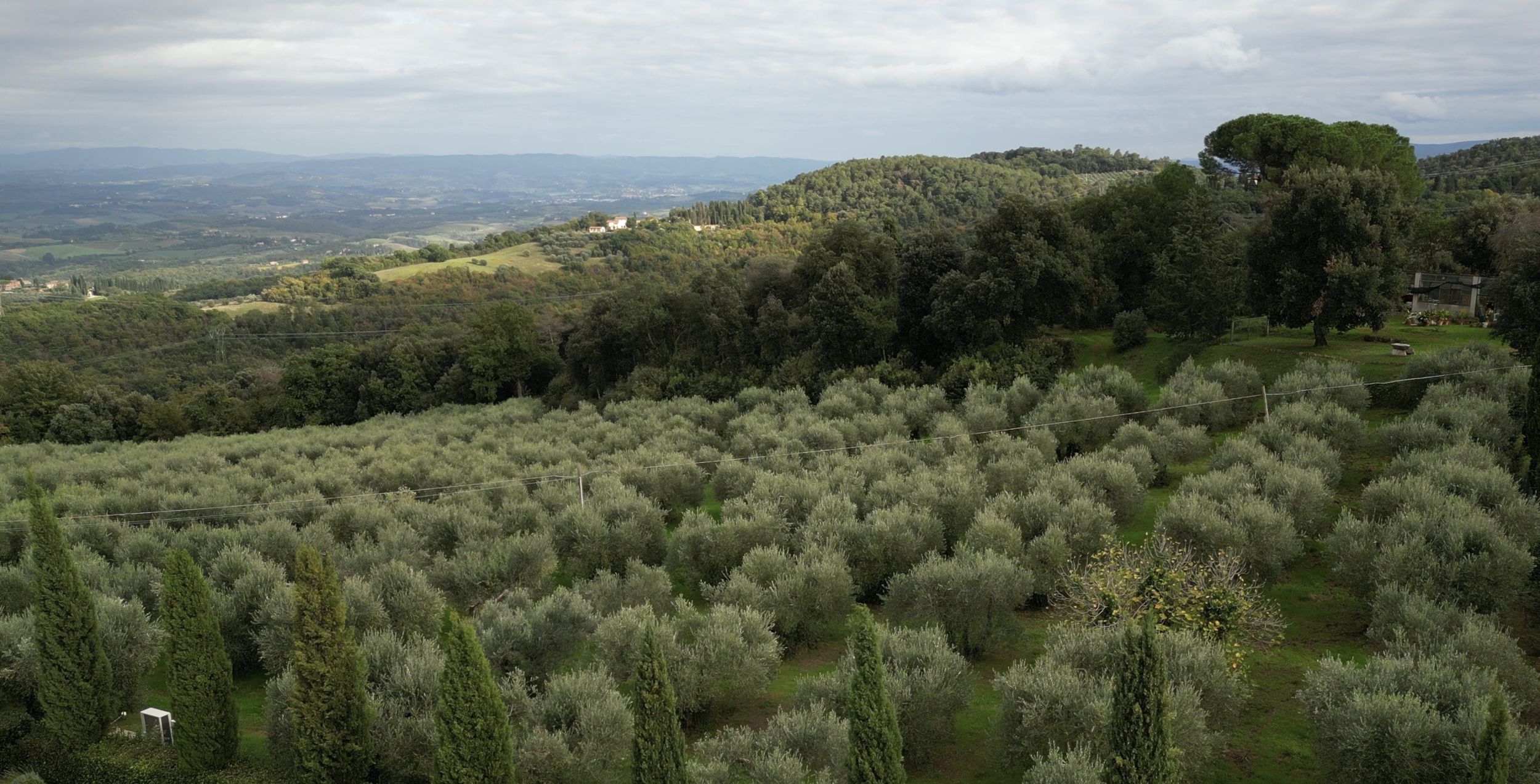 A scenic view of rolling hills covered in vineyards and lush greenery, with distant mountains under a cloudy sky.