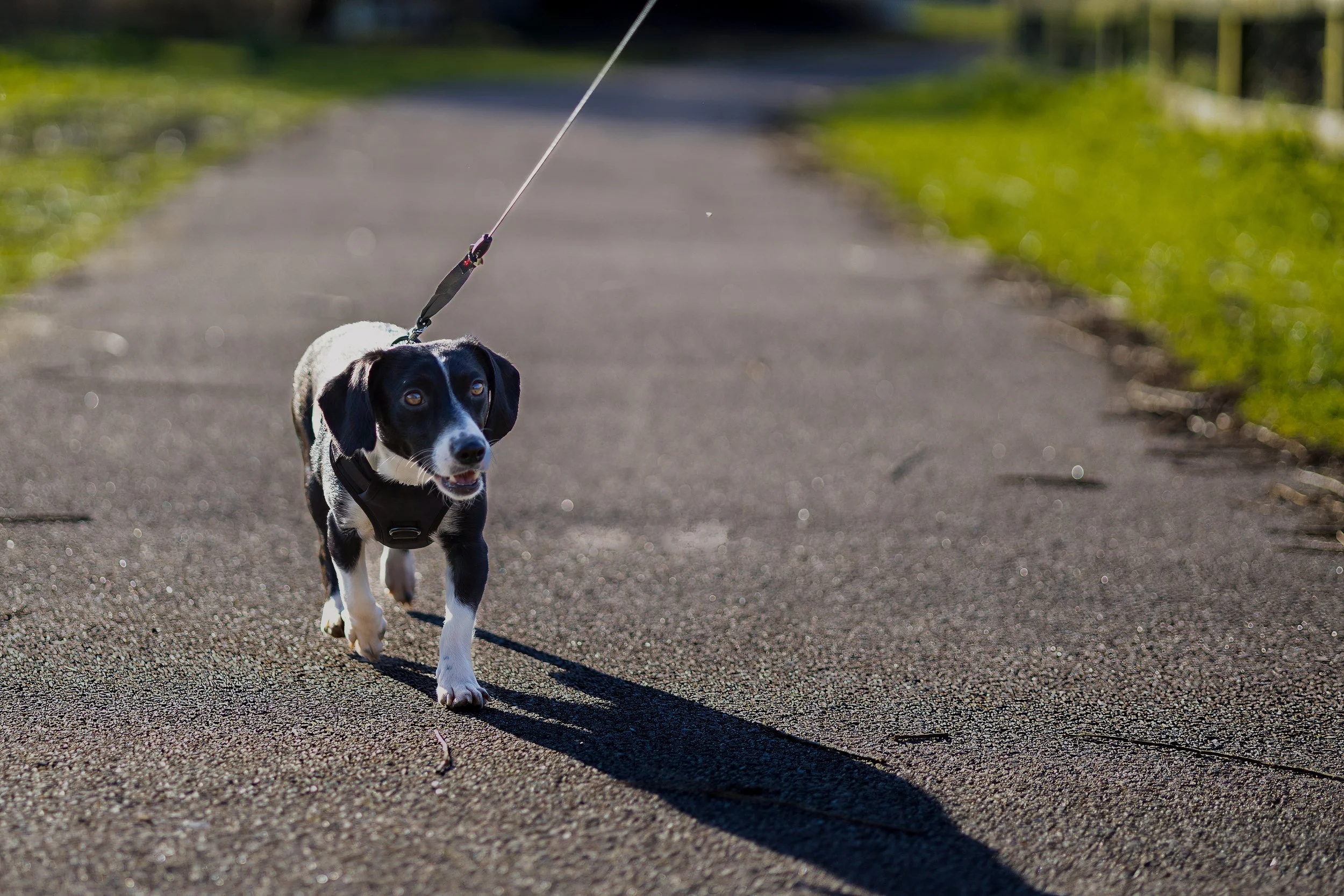 A small black and white dog walking on an asphalt path while on a leash, with green grass on the sides and bright sunlight creating a long shadow of the dog.